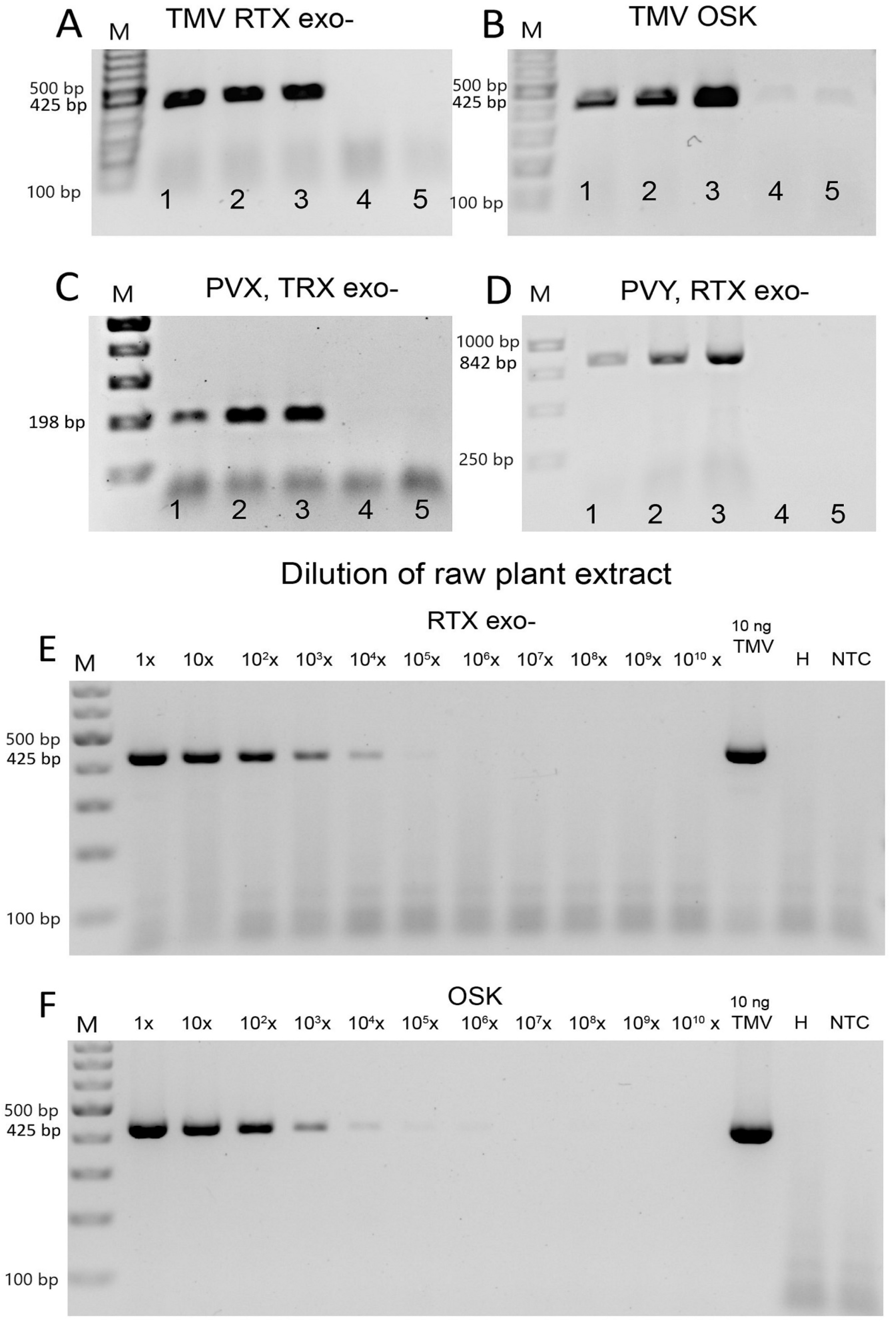 Viruses 14 00298 g005 Viruses 14 00298 g005