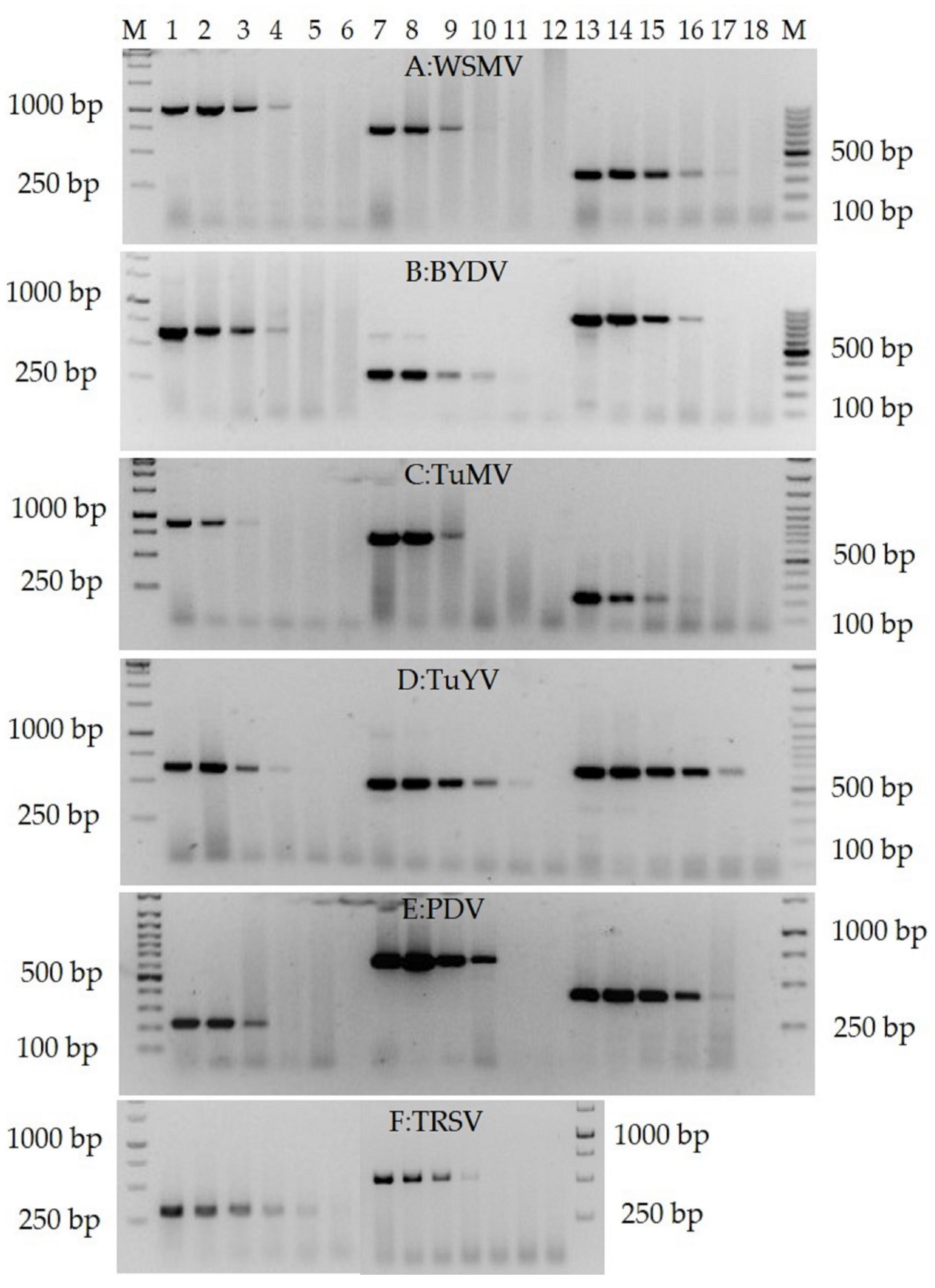 Viruses 14 00298 g006 Viruses 14 00298 g006