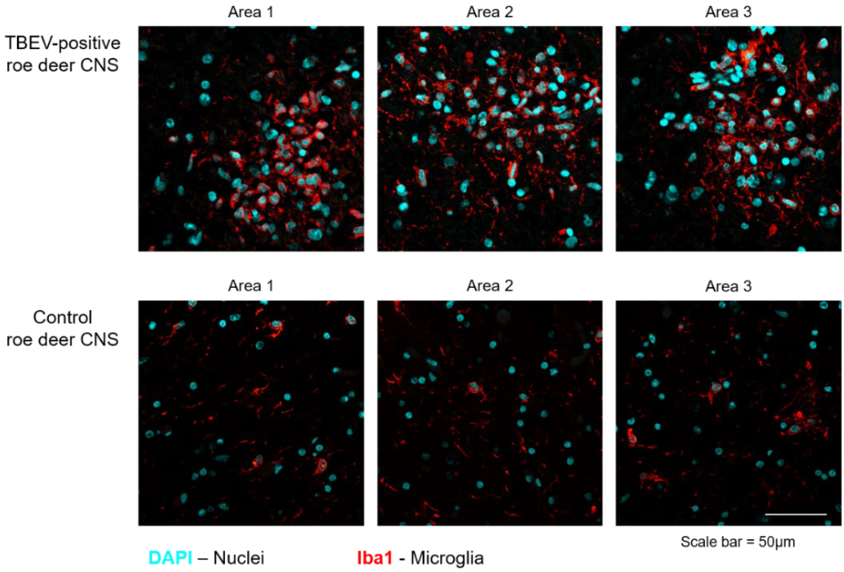 Viruses 14 00300 g003 Viruses 14 00300 g003