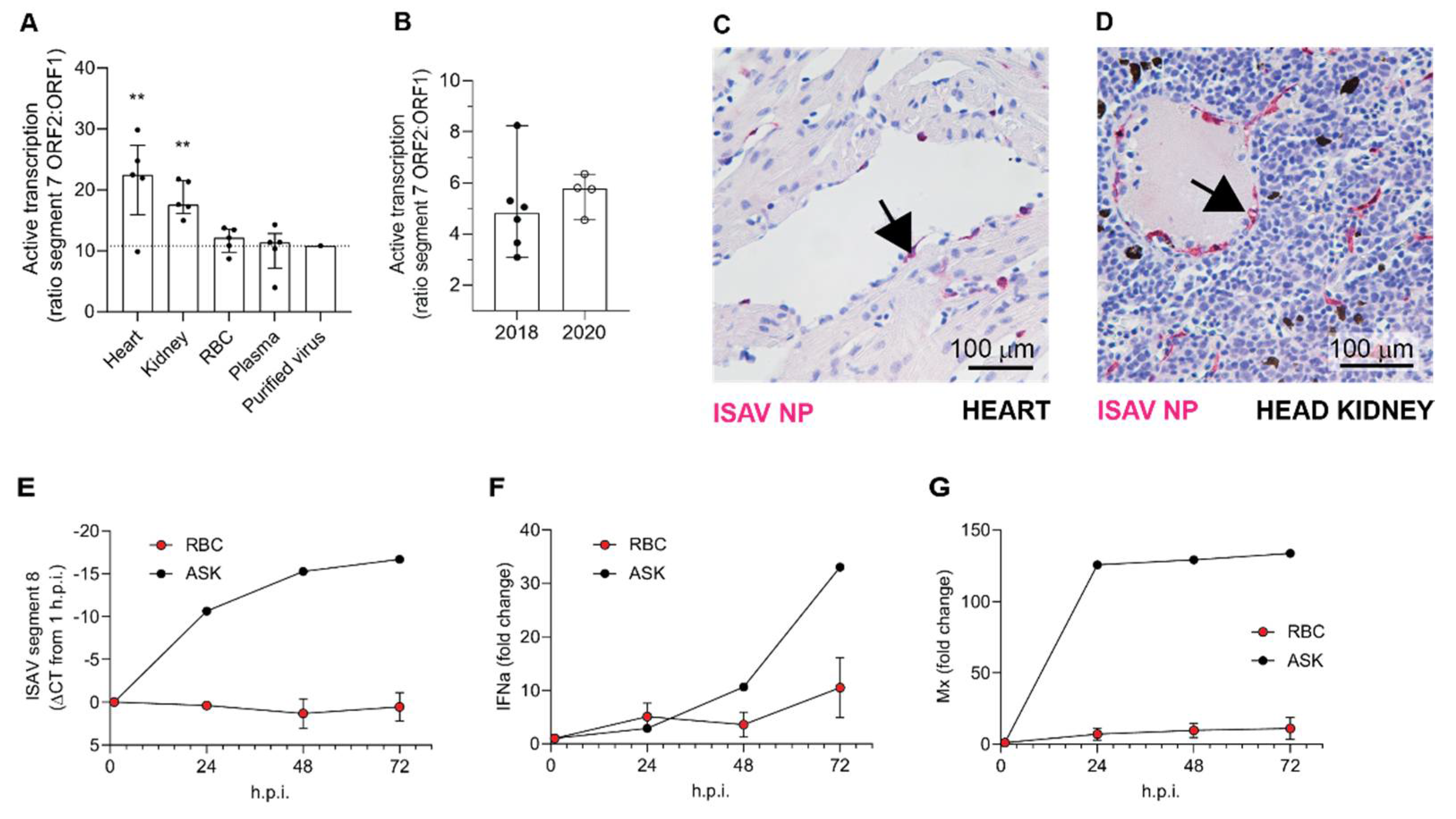 Viruses 14 00310 g006