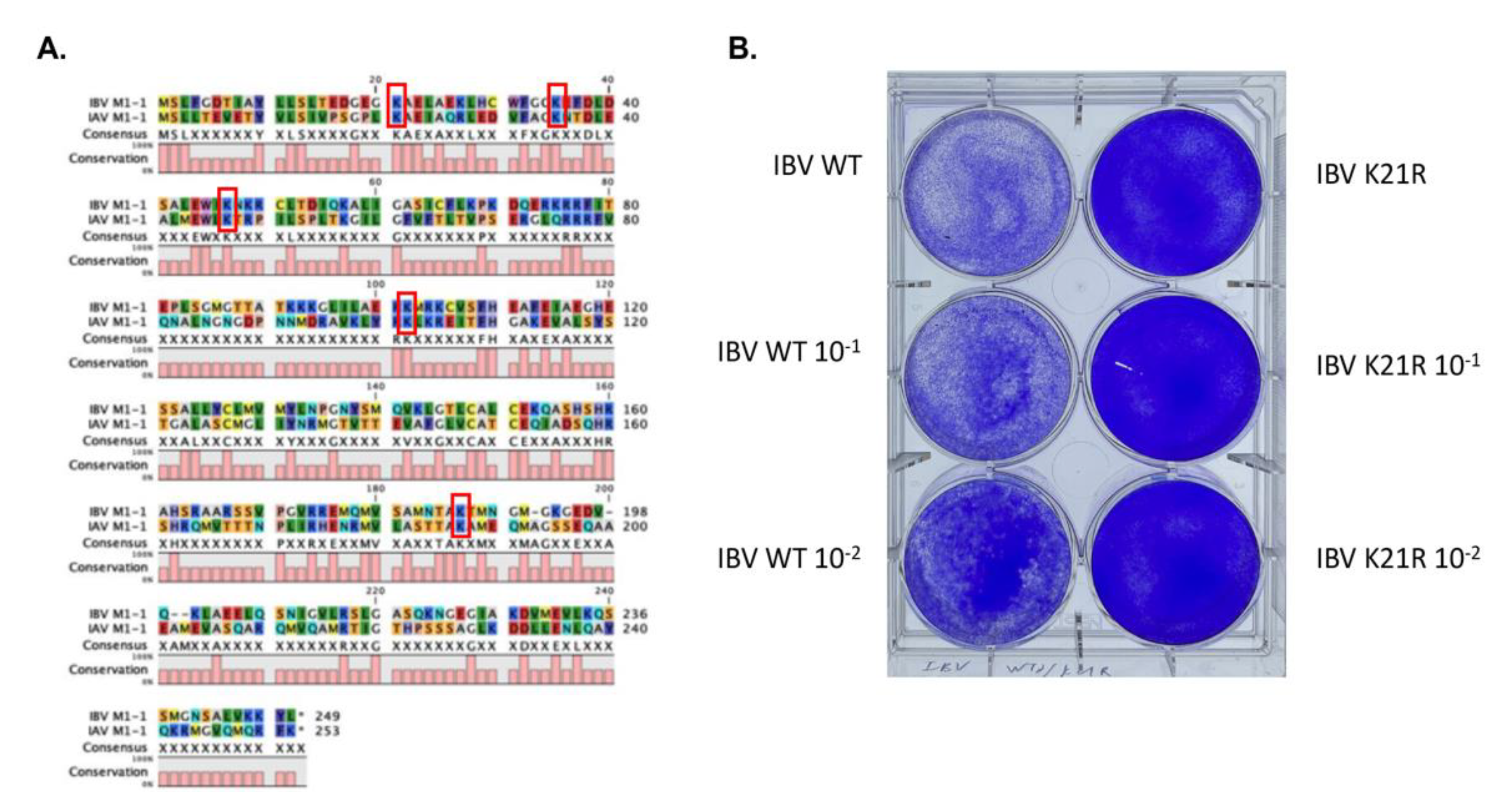Viruses 14 00314 g005