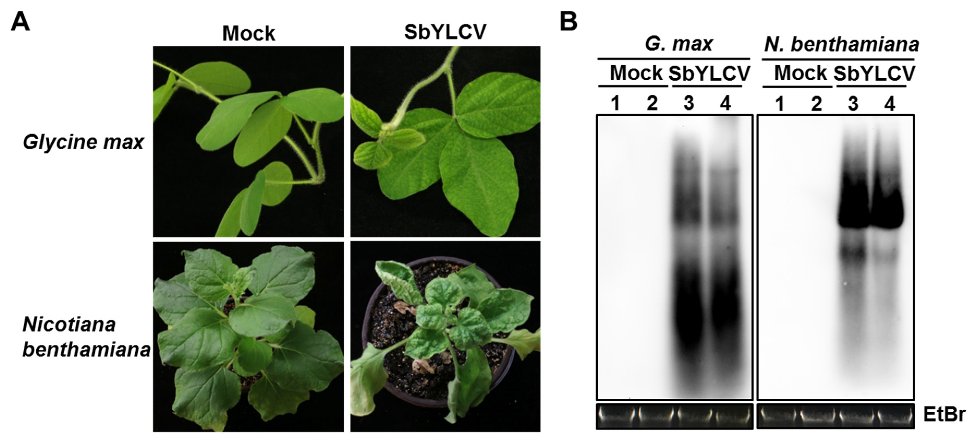 Viruses 14 00341 g005