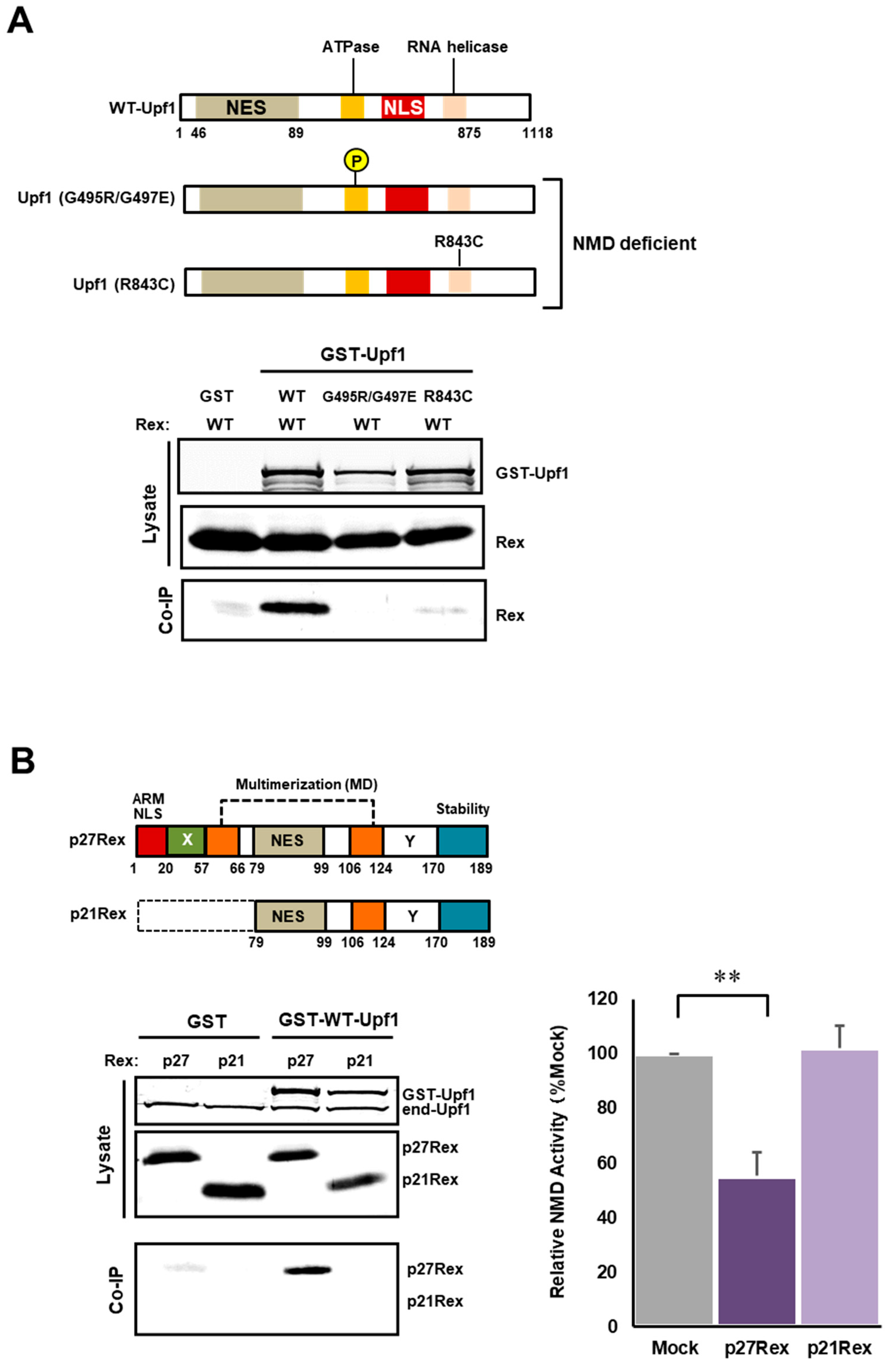 Viruses 14 00344 g005