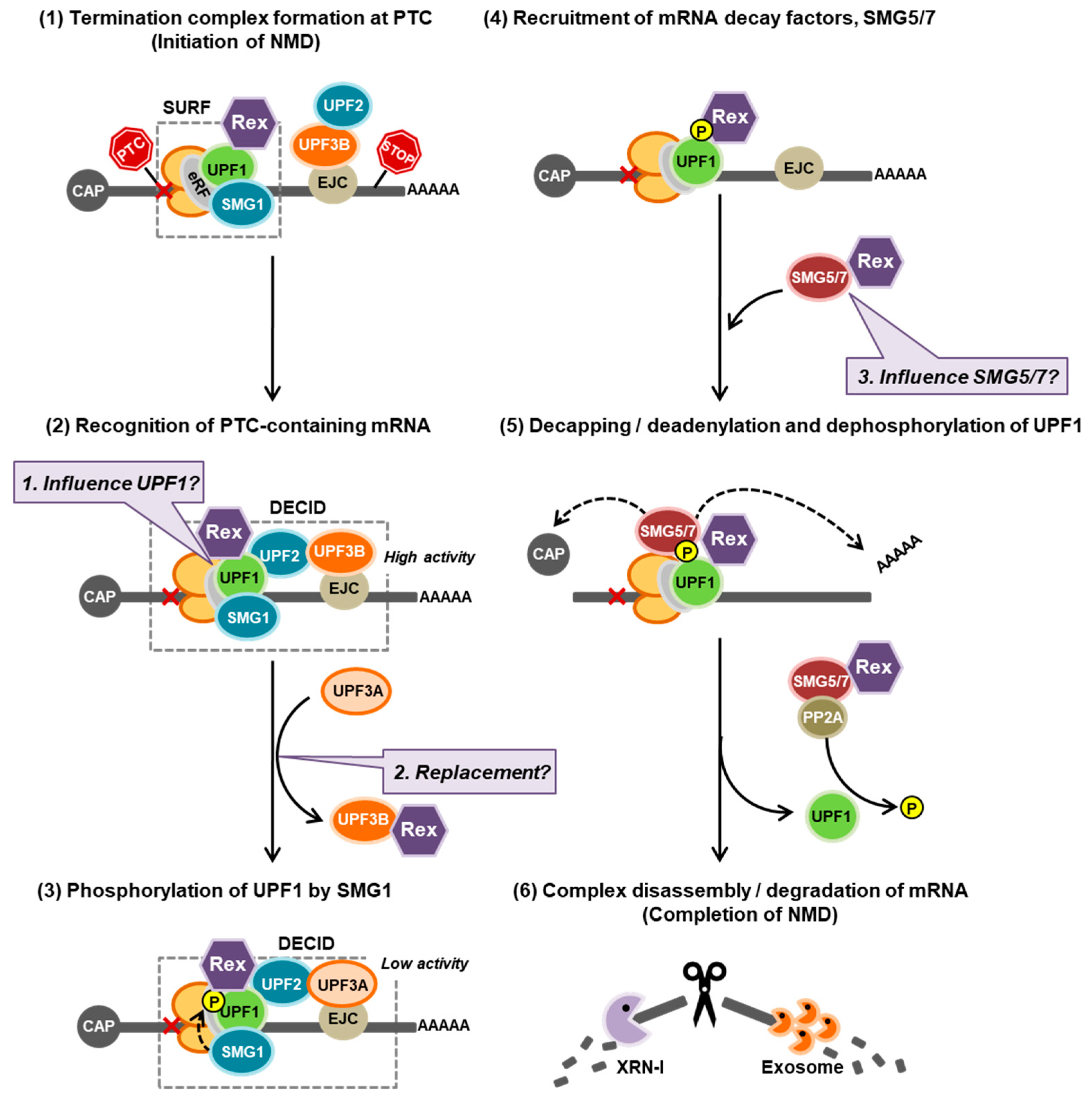 Viruses 14 00344 g008