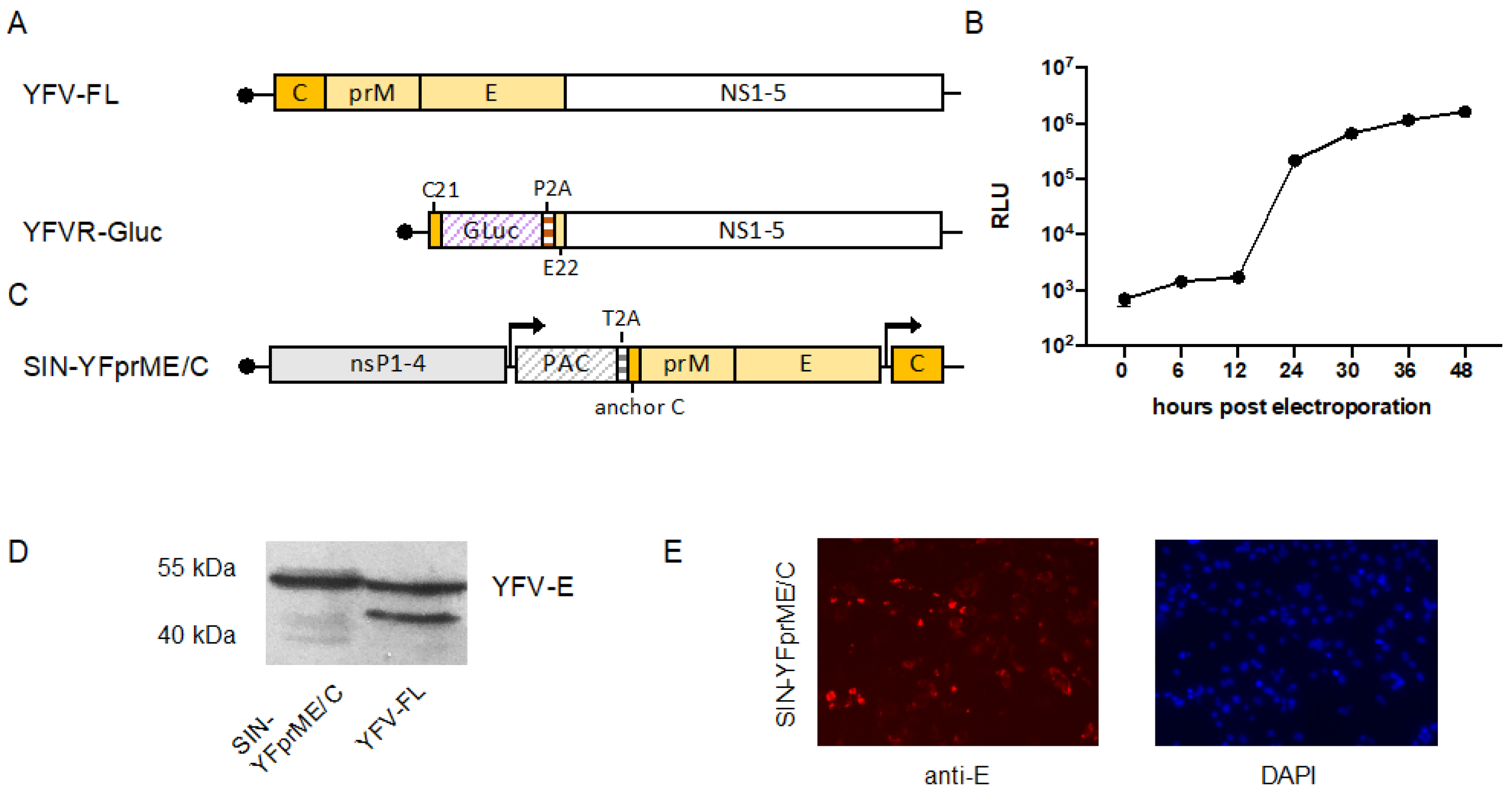 Viruses 14 00346 g001
