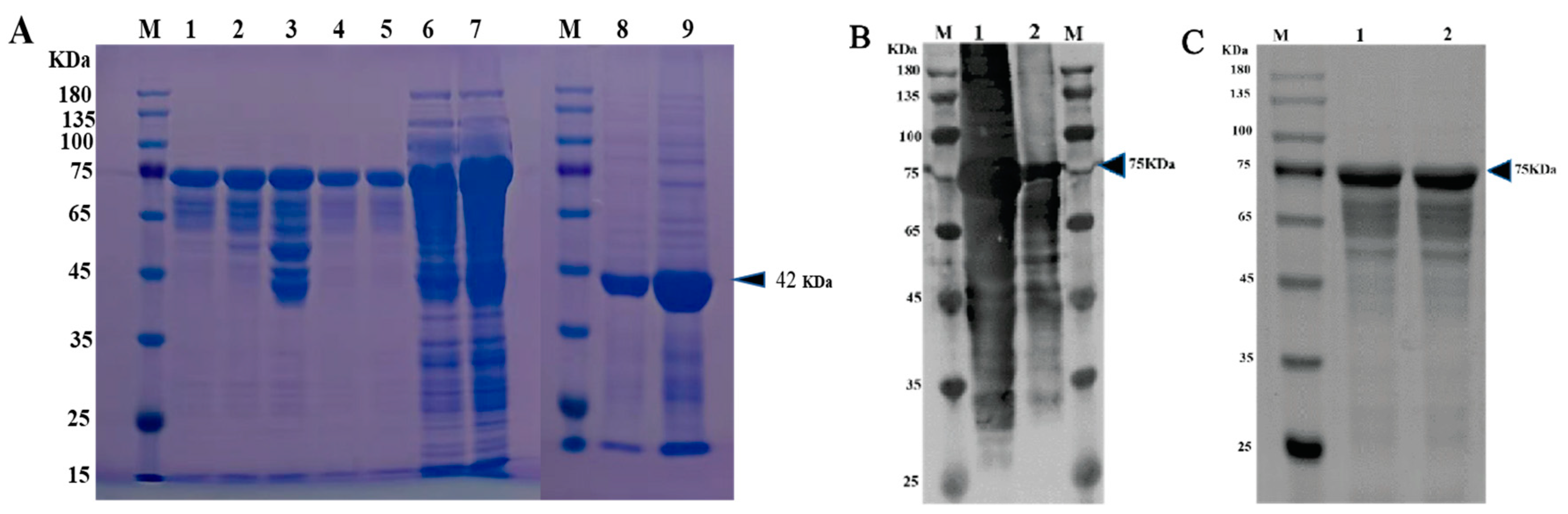 Viruses 14 00349 g003
