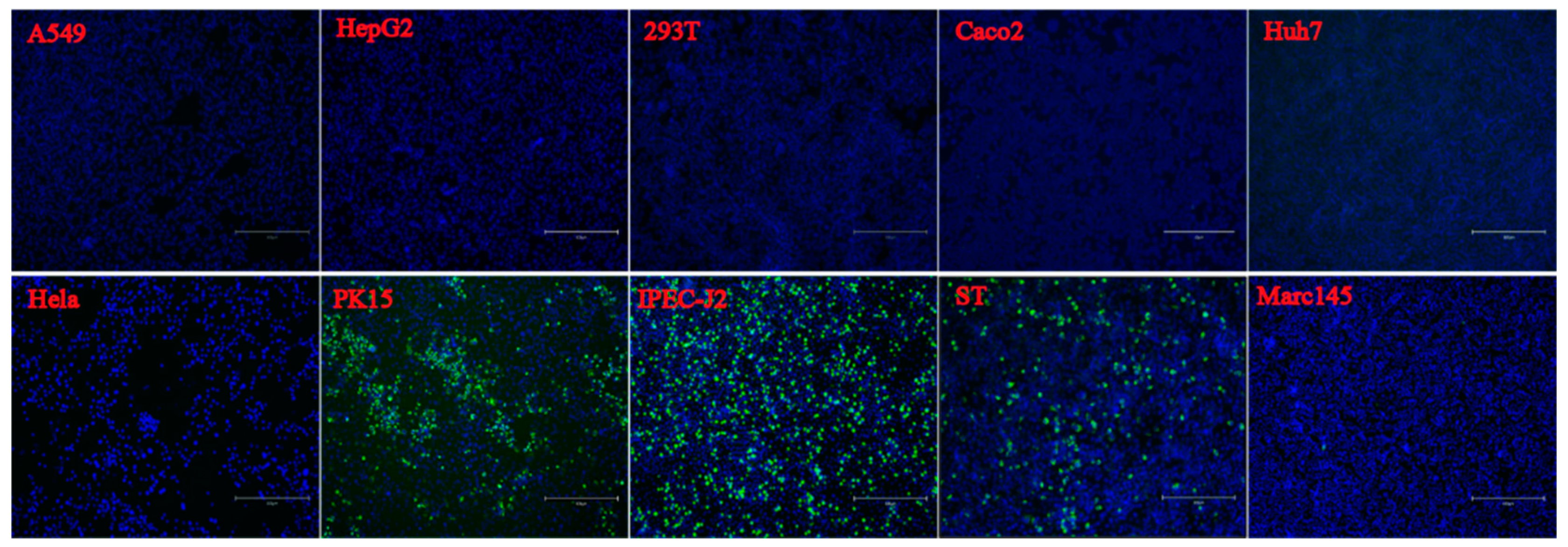 Viruses 14 00349 g005a