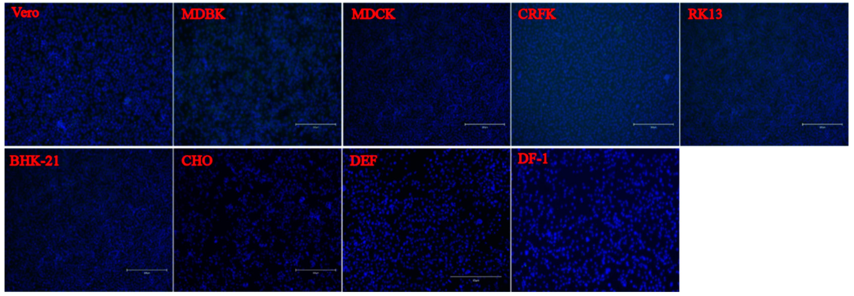 Viruses 14 00349 g005b