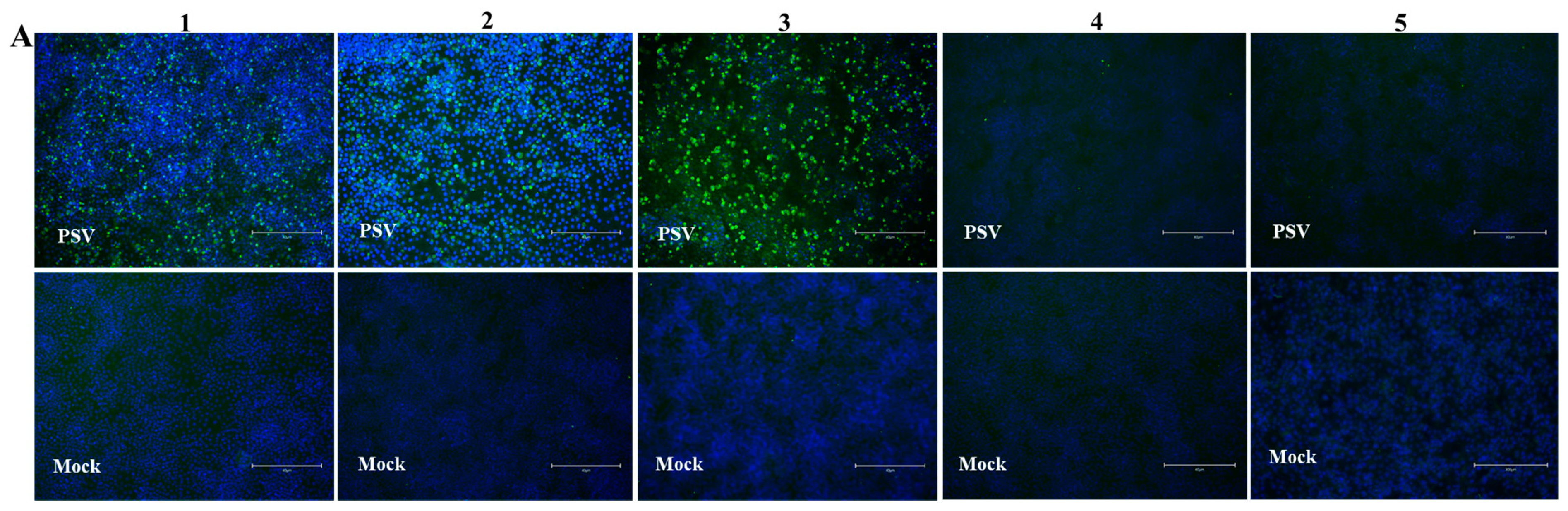 Viruses 14 00349 g006a