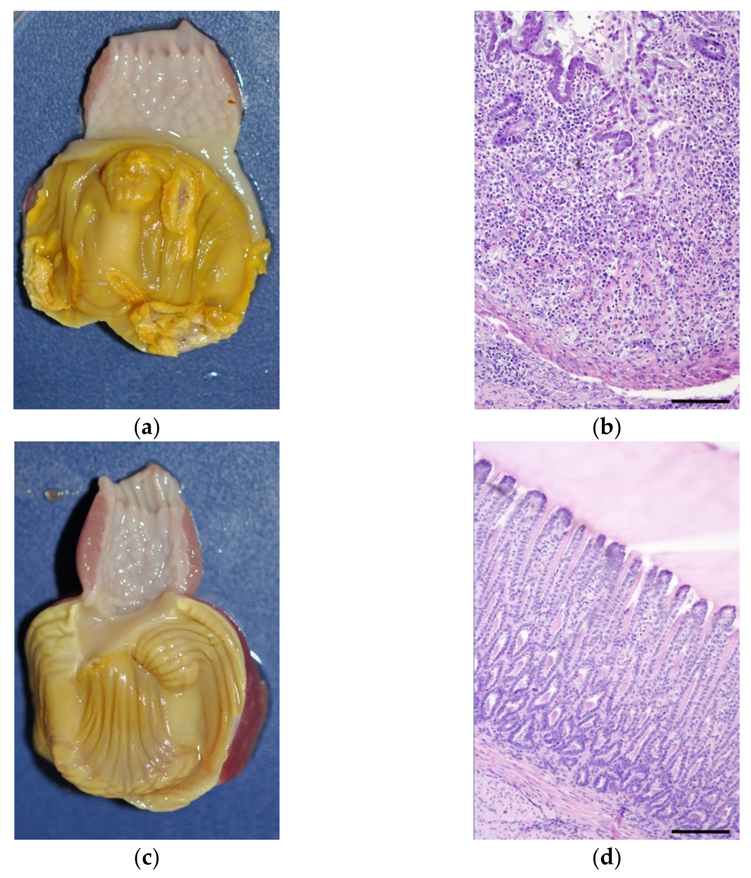 Viruses 14 00358 g004 550