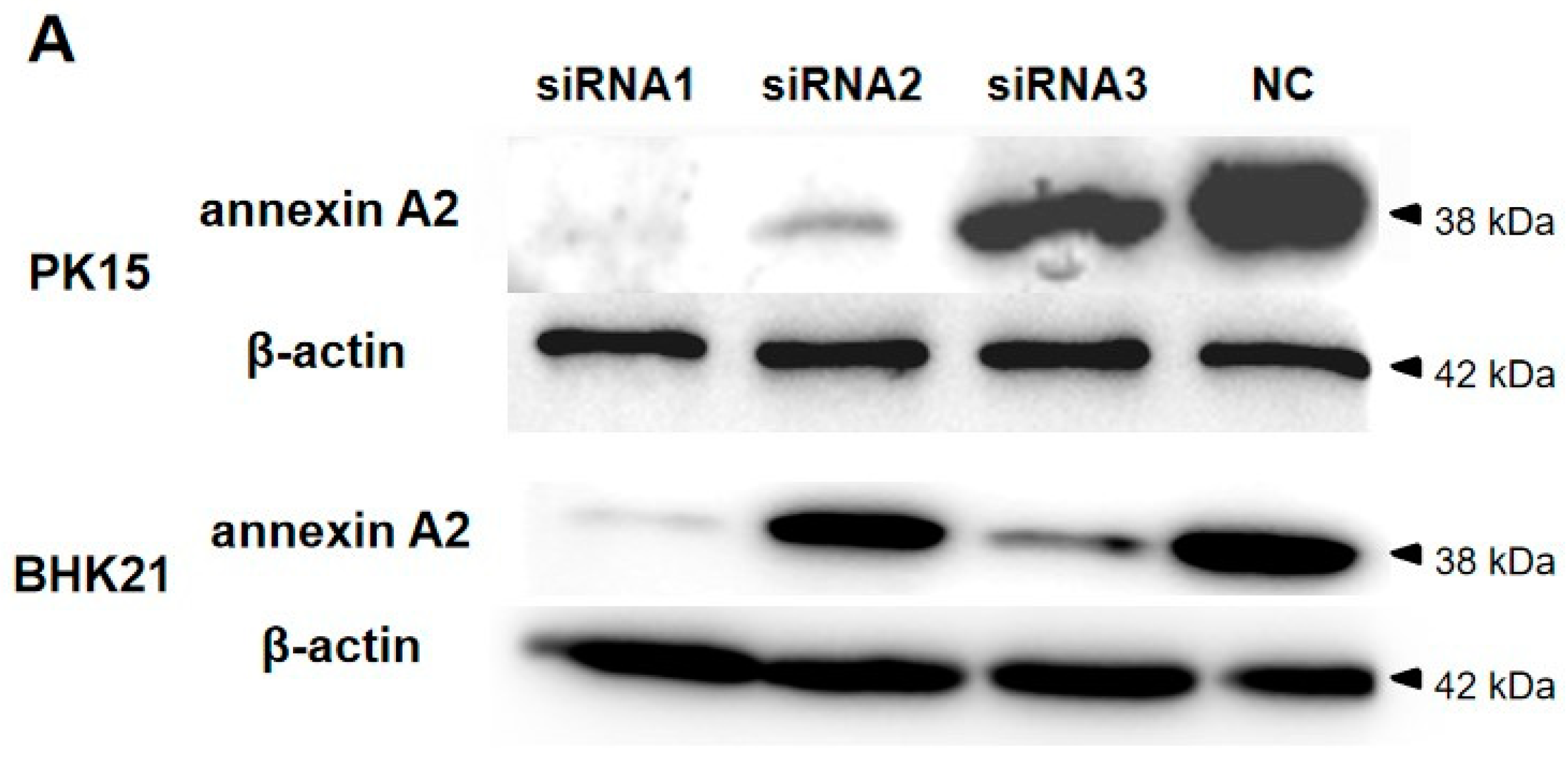 Viruses 14 00359 g004a