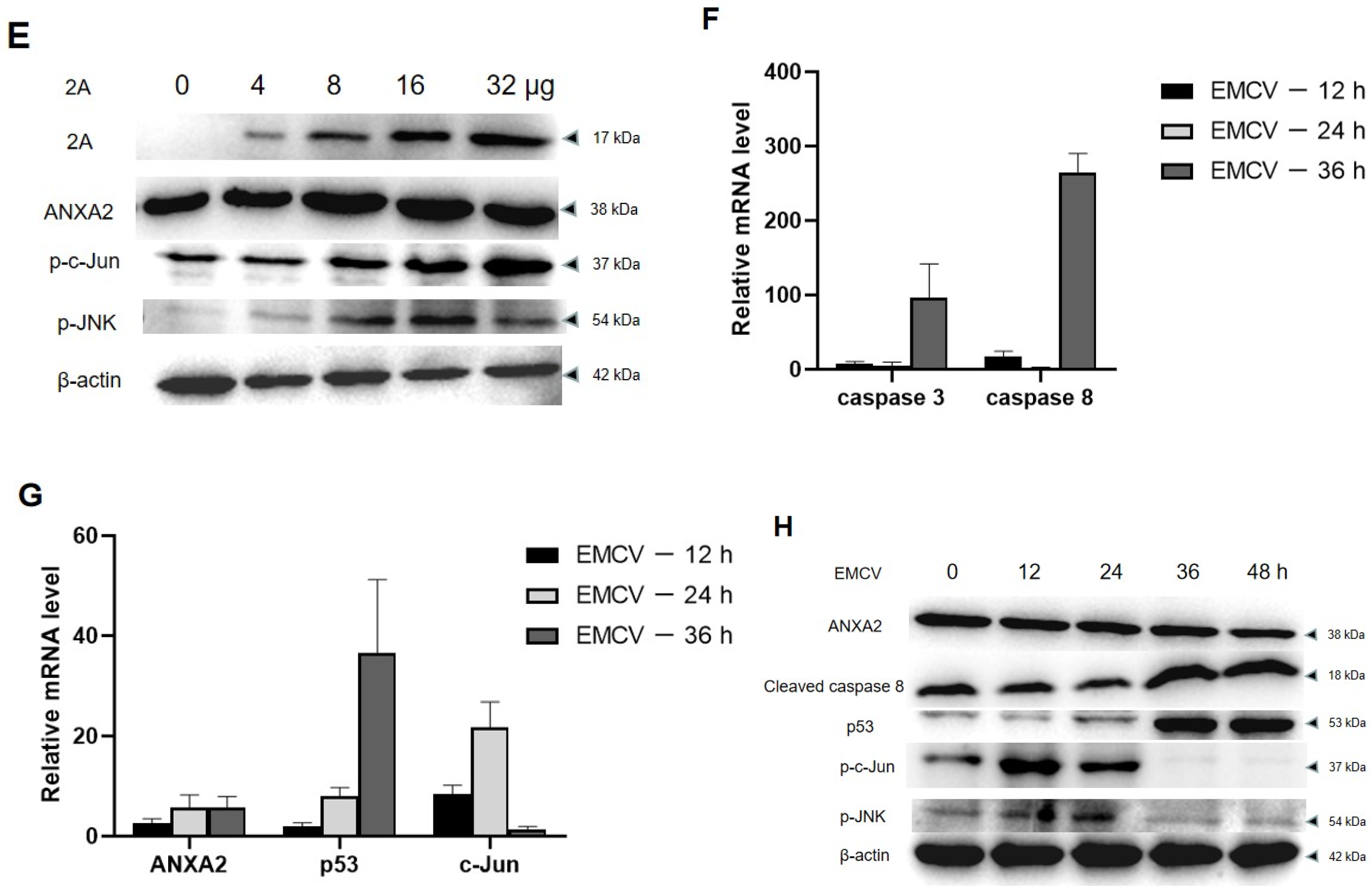 Viruses 14 00359 g007c