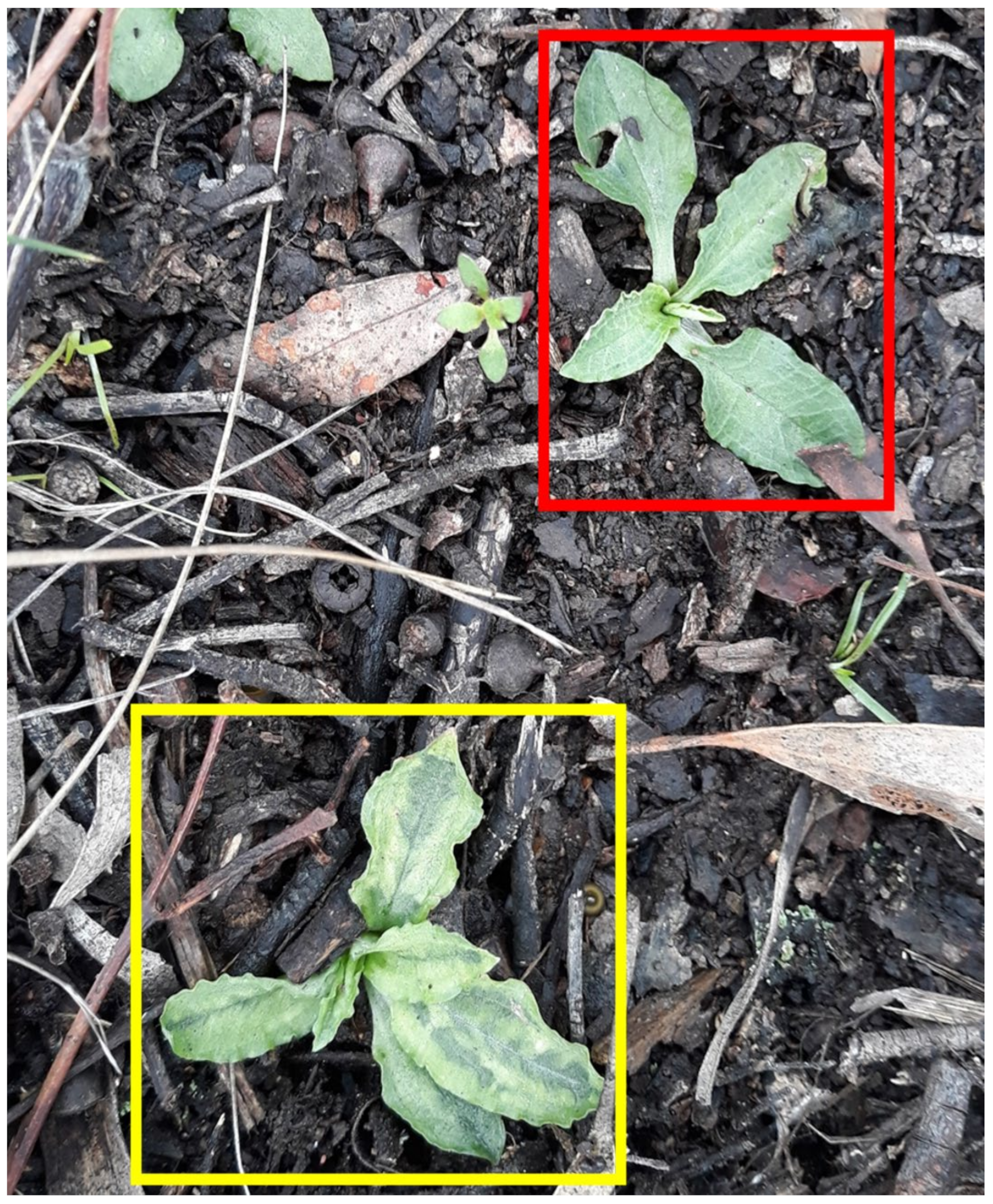 Viruses 14 00365 g001