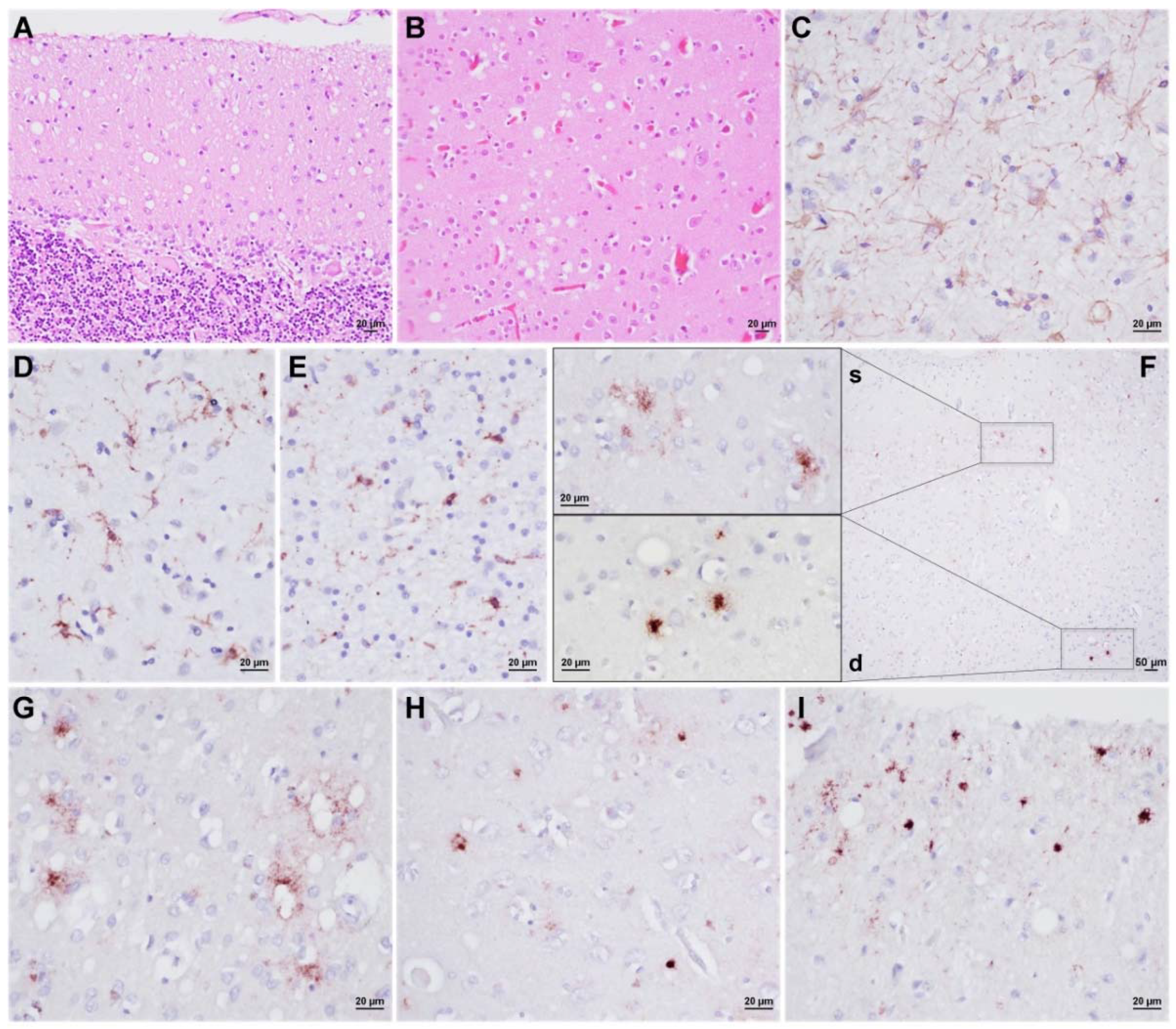 Viruses 14 00367 g001 Viruses 14 00367 g001