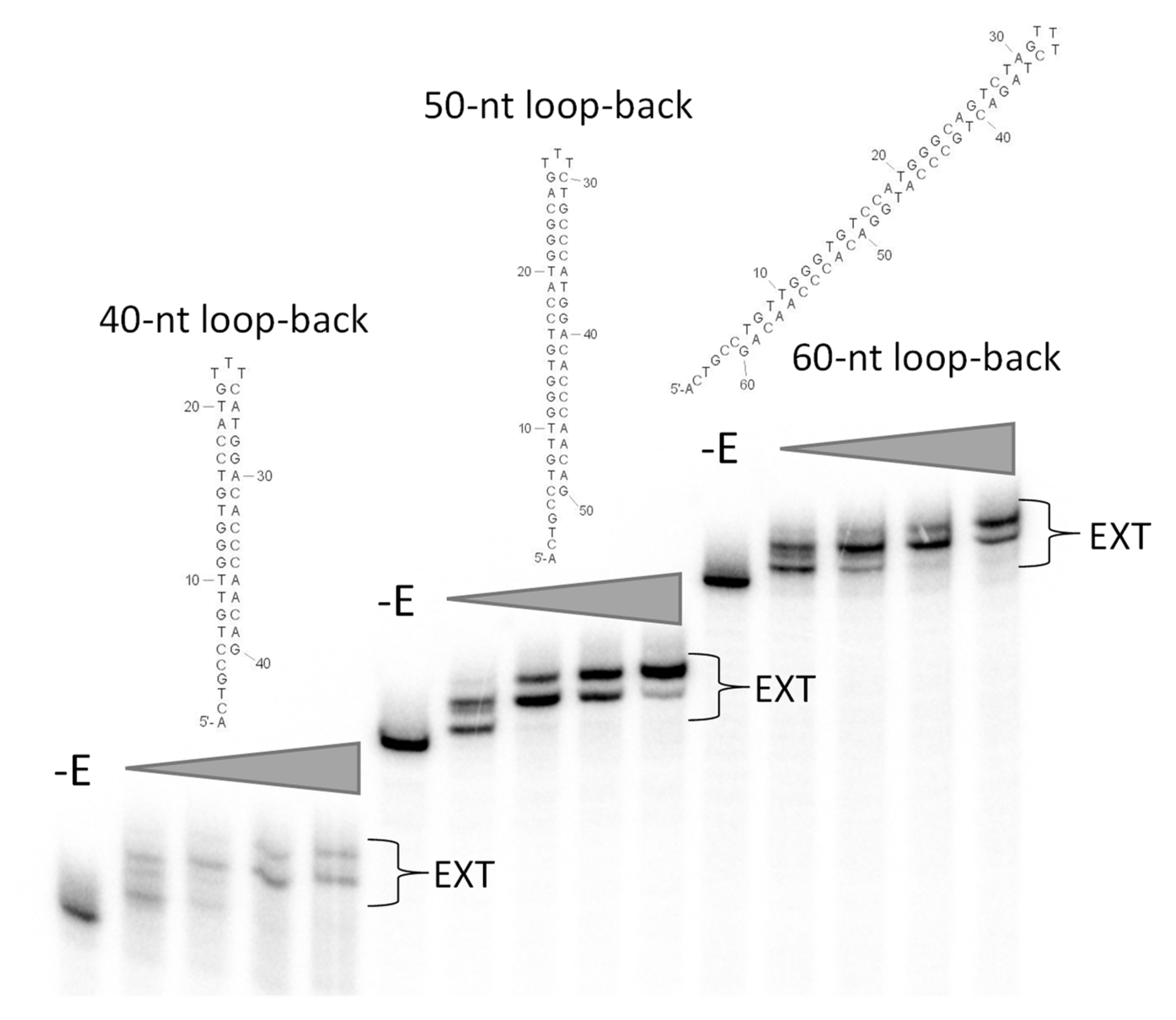 Viruses 14 00369 g005 Viruses 14 00369 g005