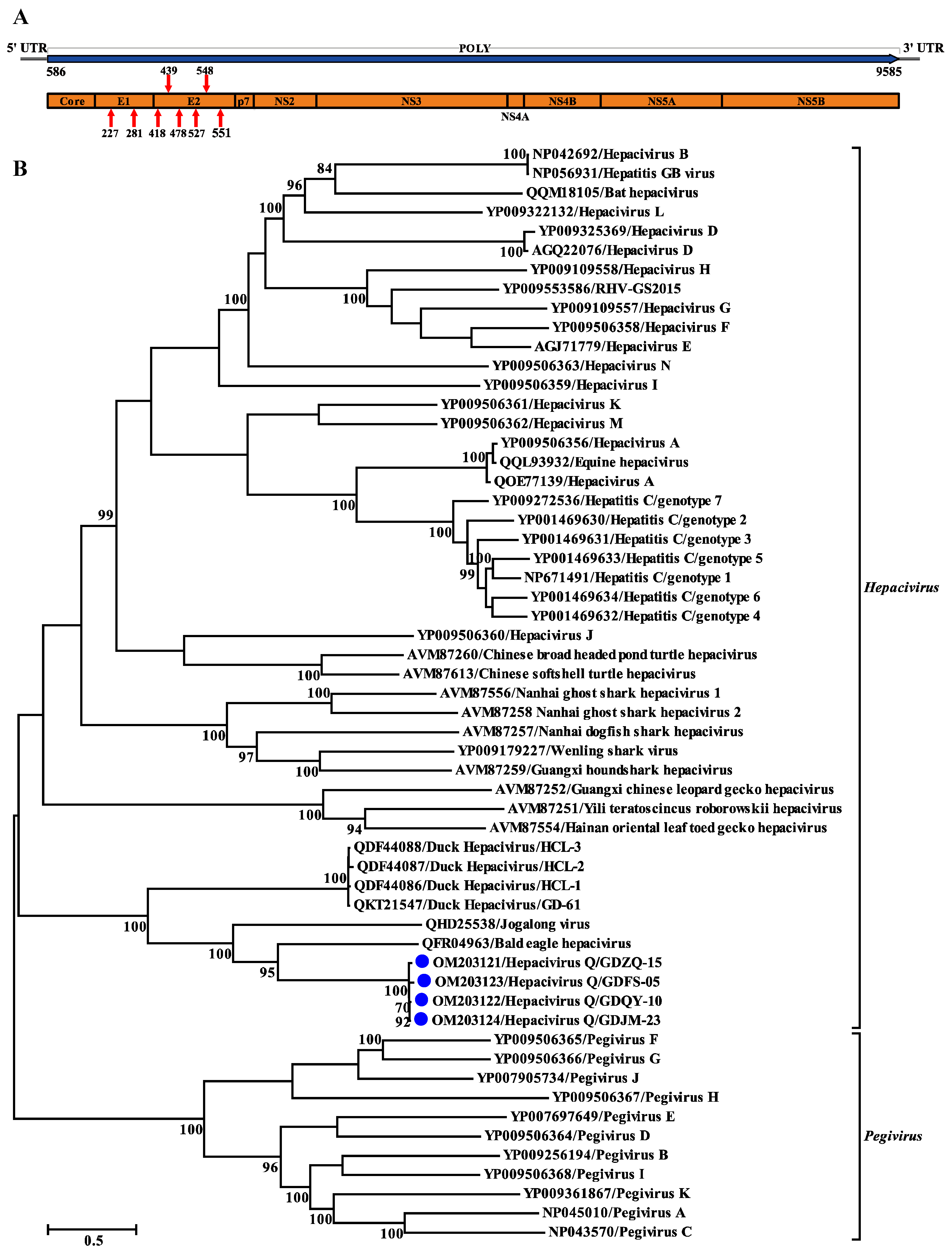 Viruses 14 00371 g003 Viruses 14 00371 g003