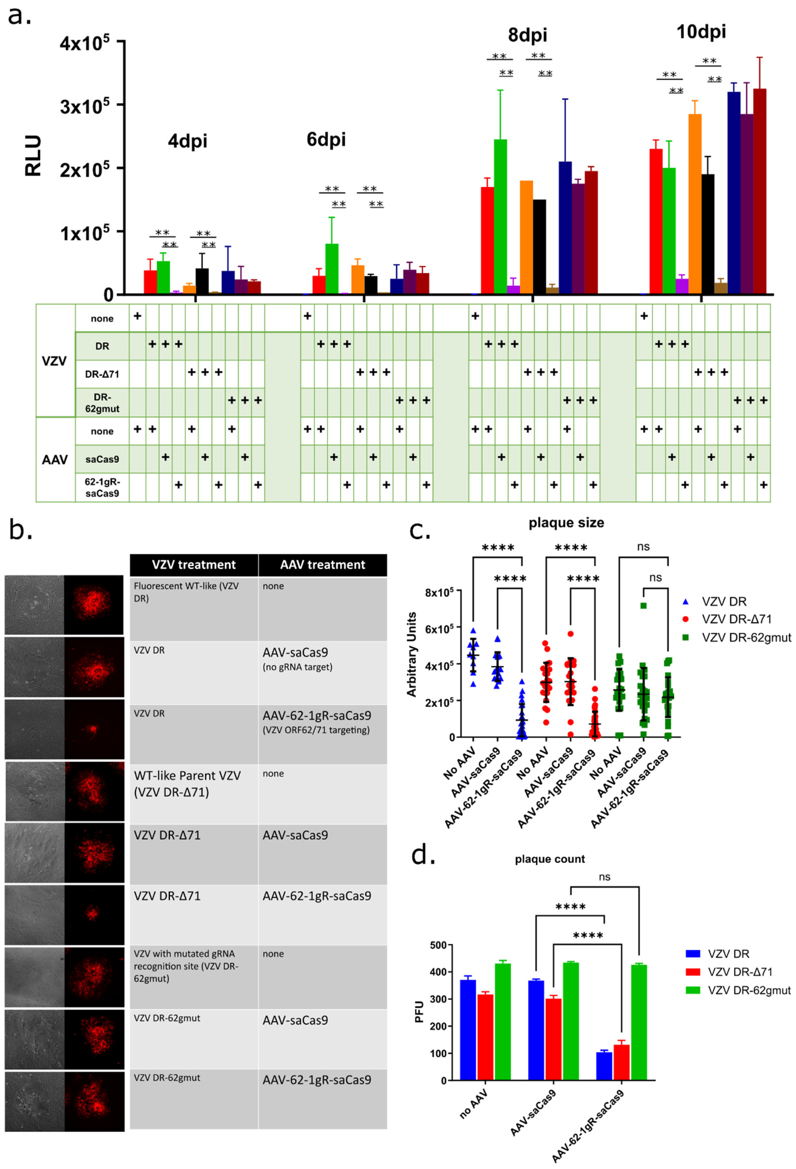 Viruses 14 00378 g003 Viruses 14 00378 g003