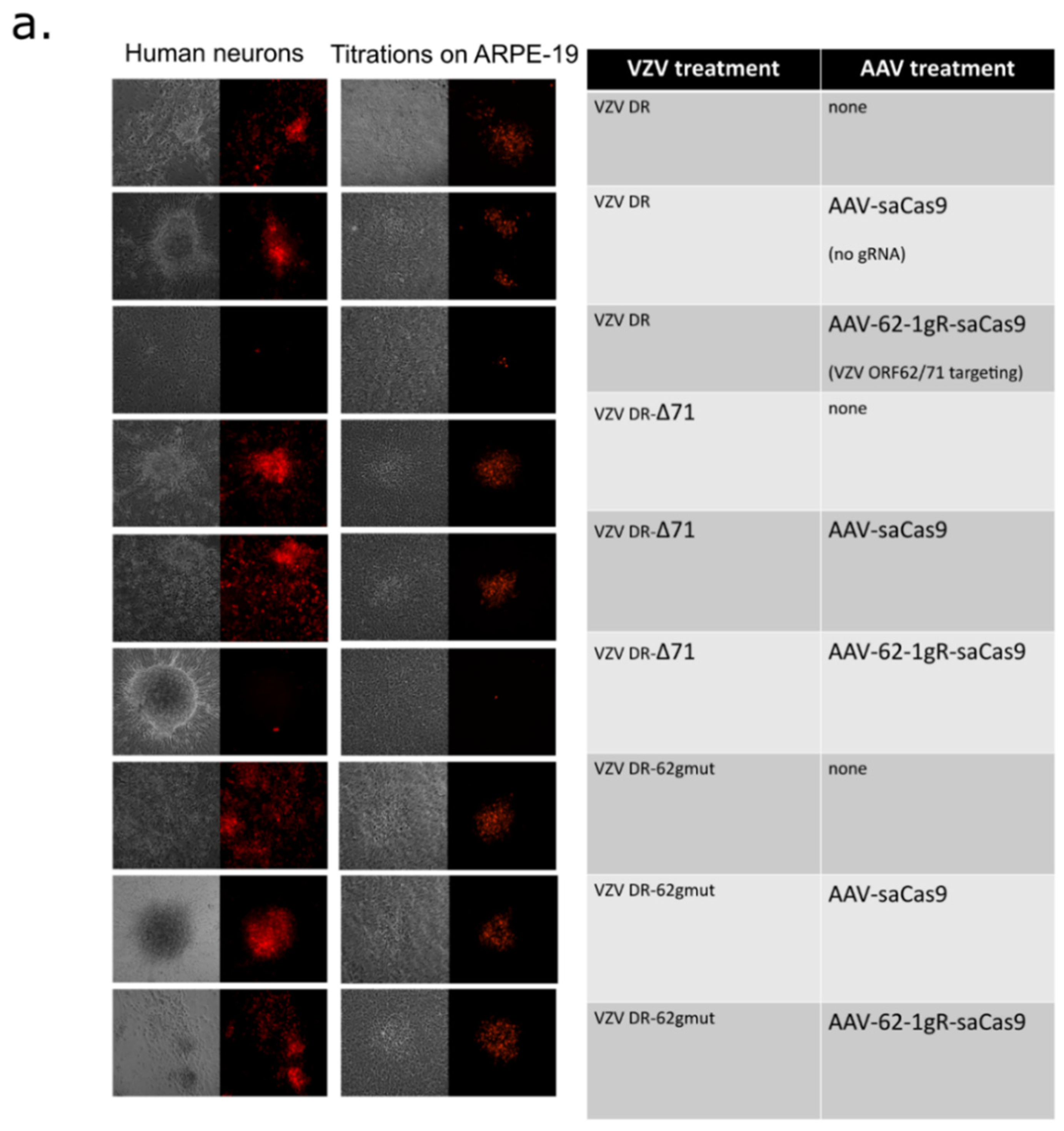 Viruses 14 00378 g005a Viruses 14 00378 g005a