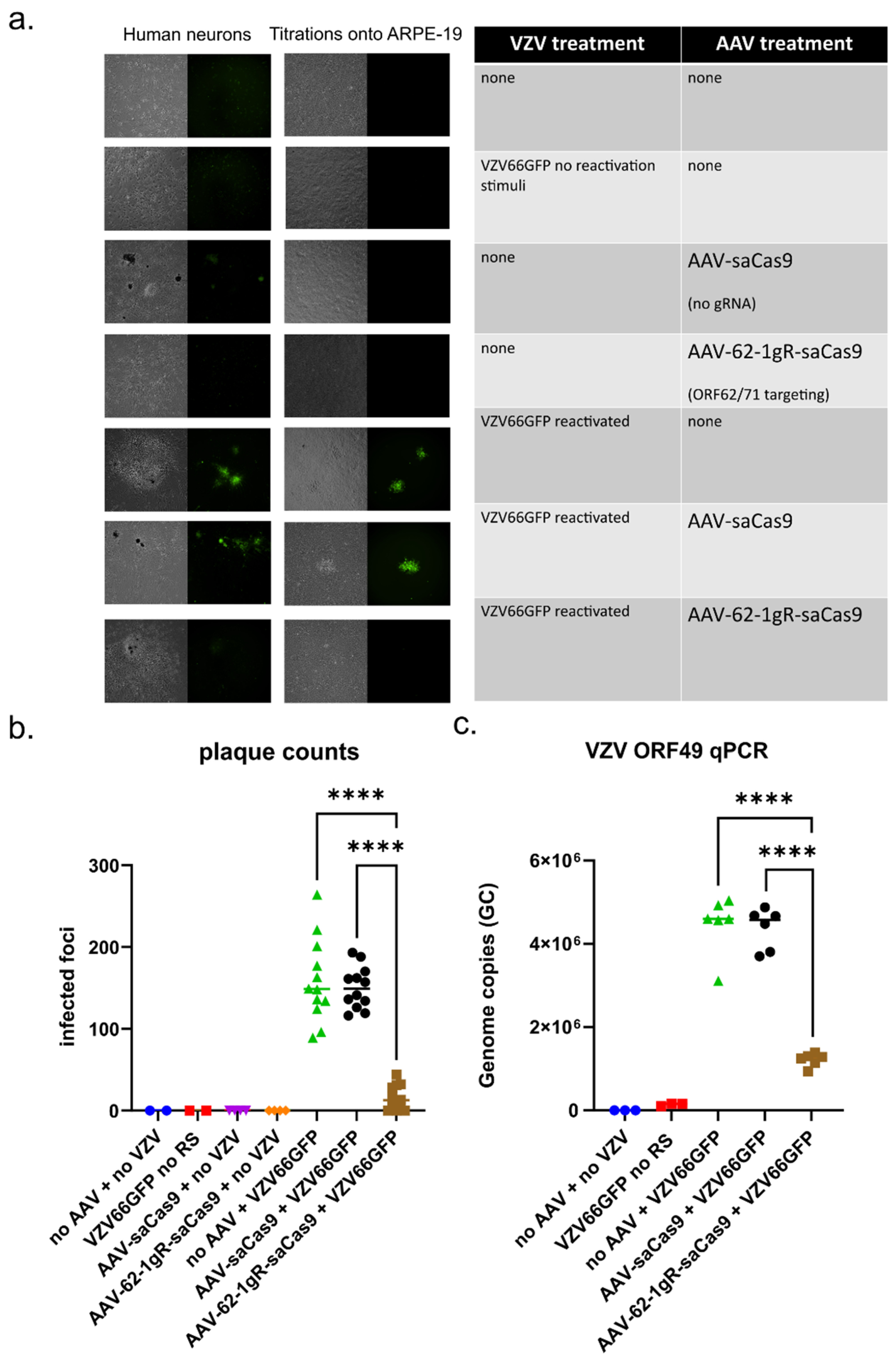 Viruses 14 00378 g006 Viruses 14 00378 g006