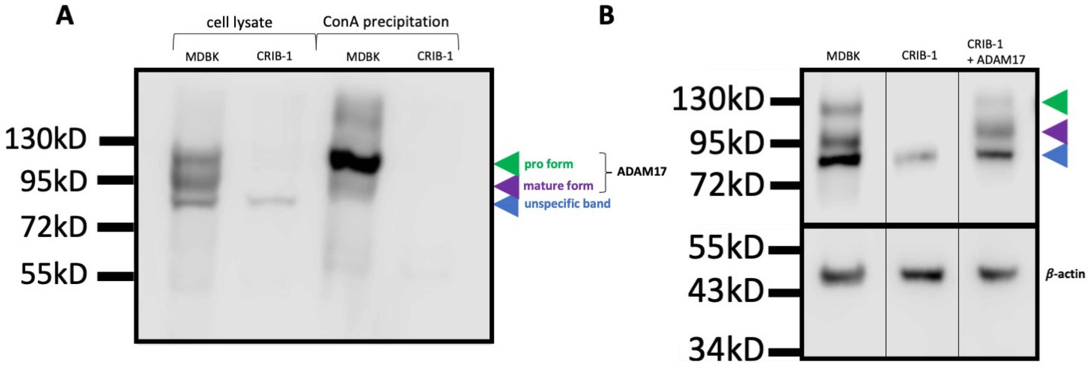 Viruses 14 00381 g001