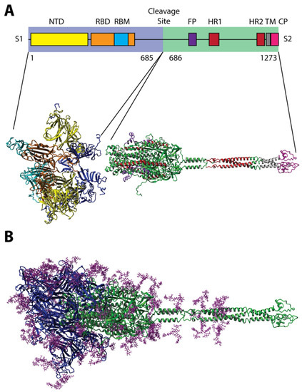 Viruses | Free Full-Text | Phage-Displayed Mimotopes of SARS-CoV-2