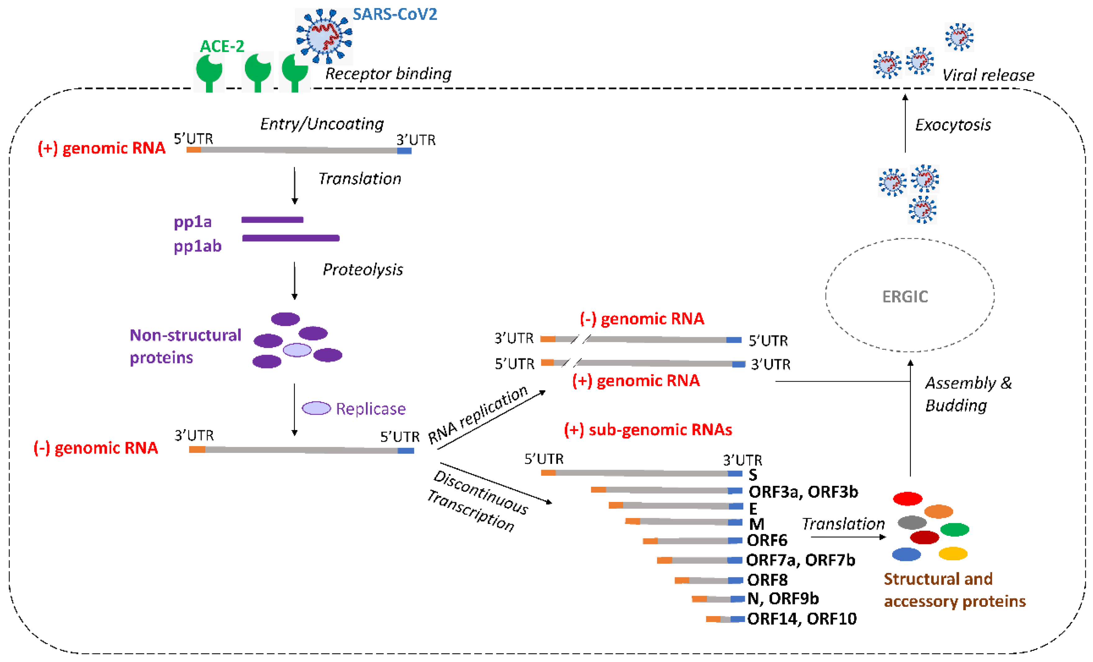 Viruses 14 00385 g003 550