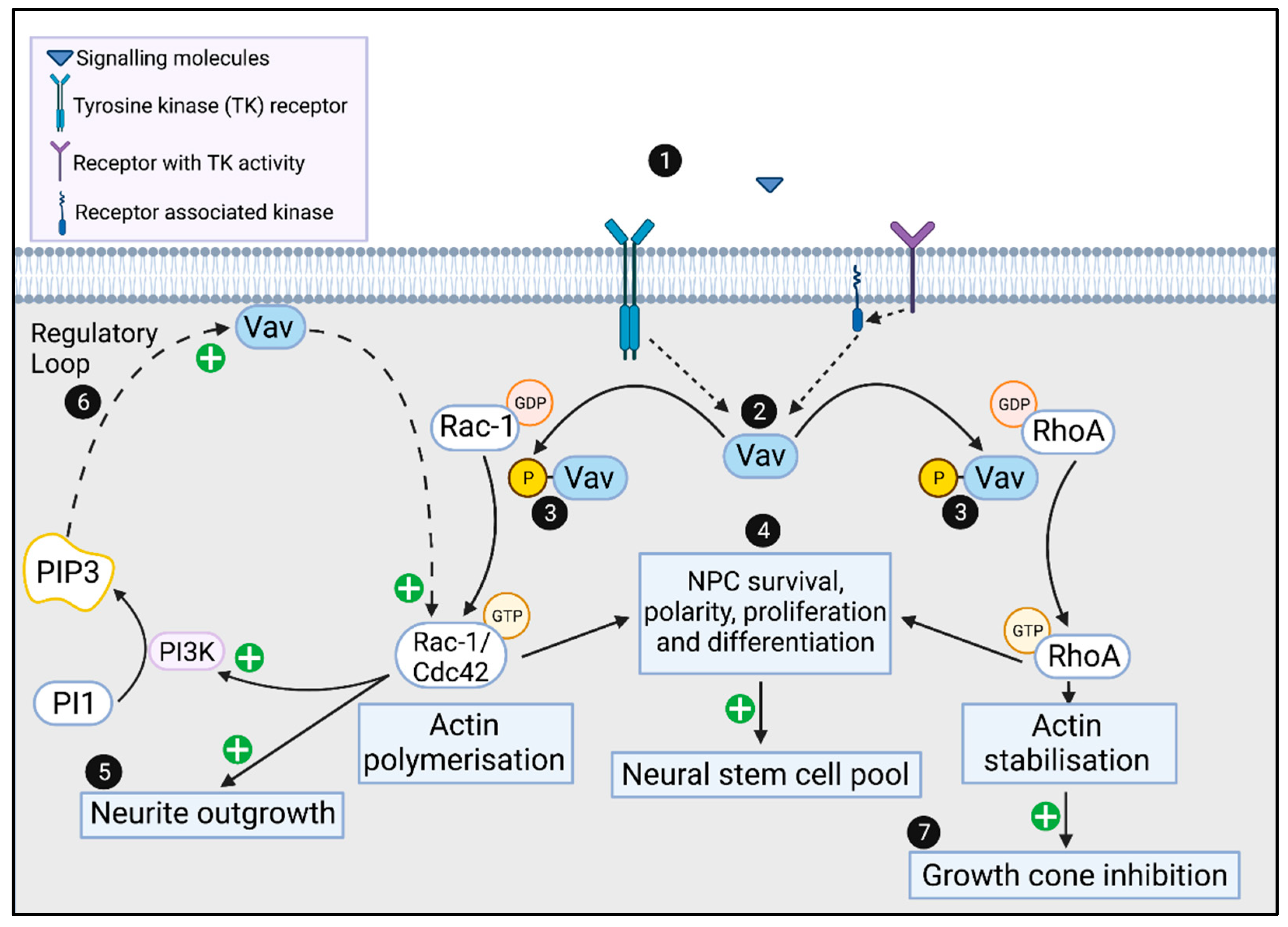 Viruses 14 00386 g002