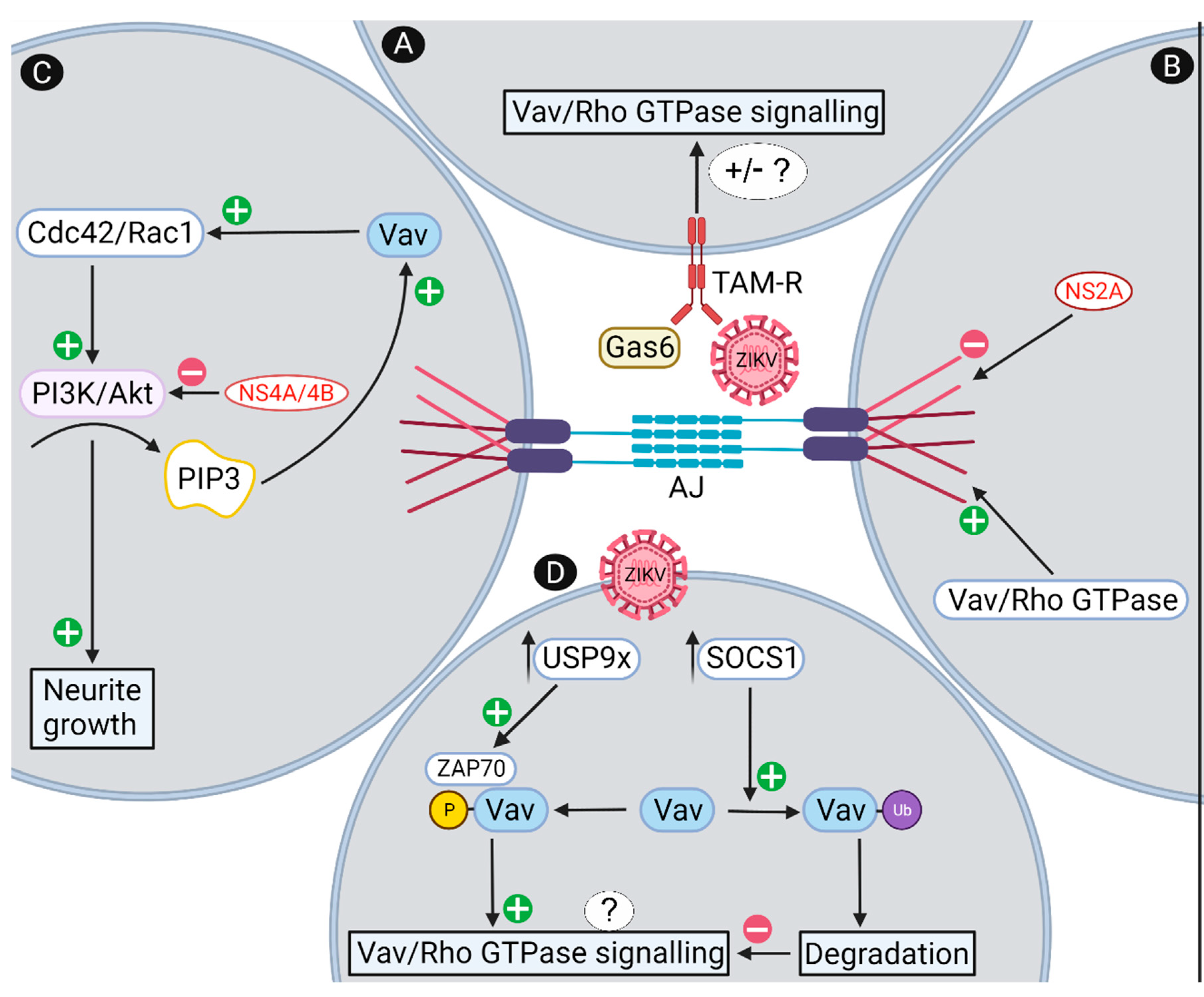 Viruses 14 00386 g003