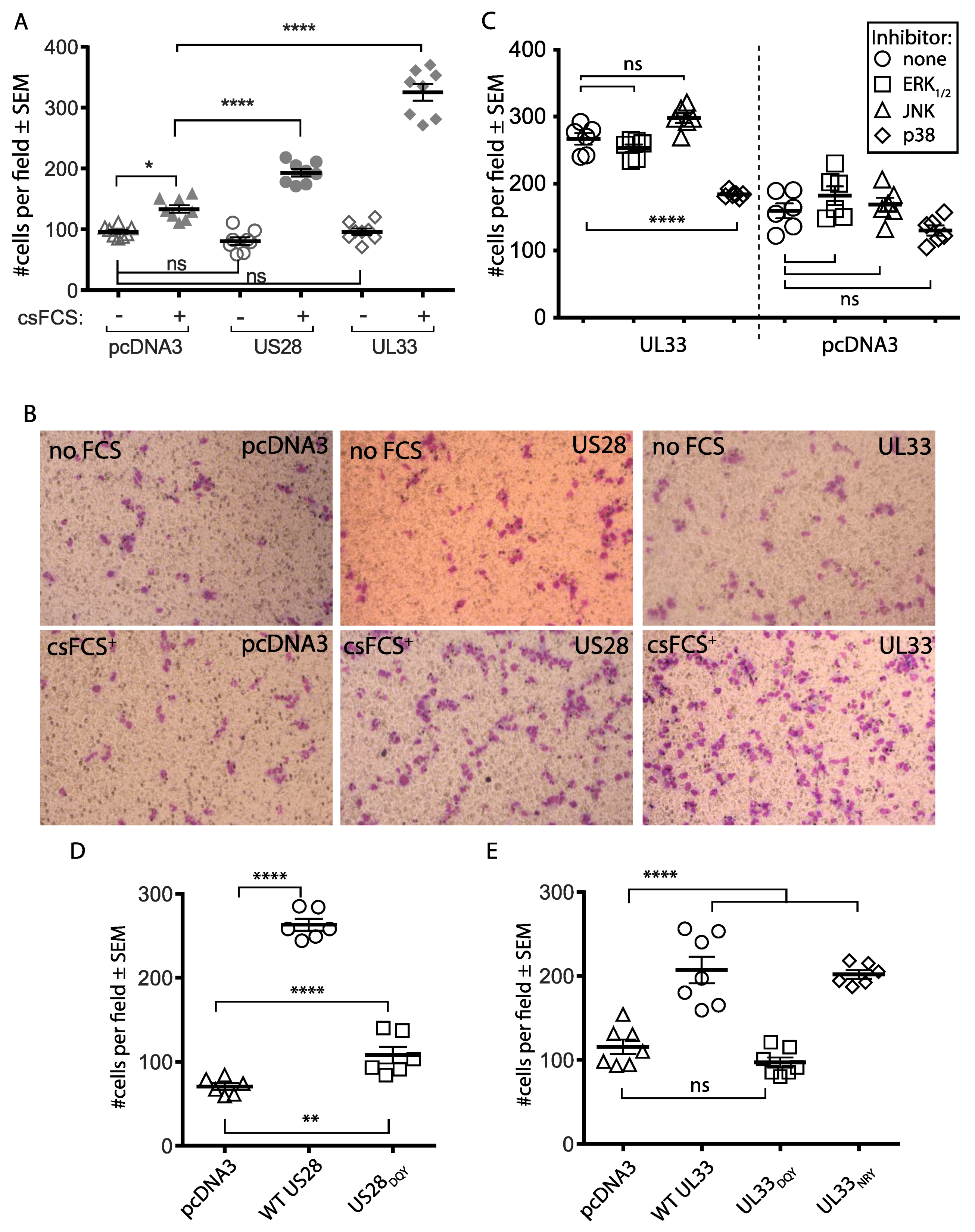 Viruses 14 00391 g006 550