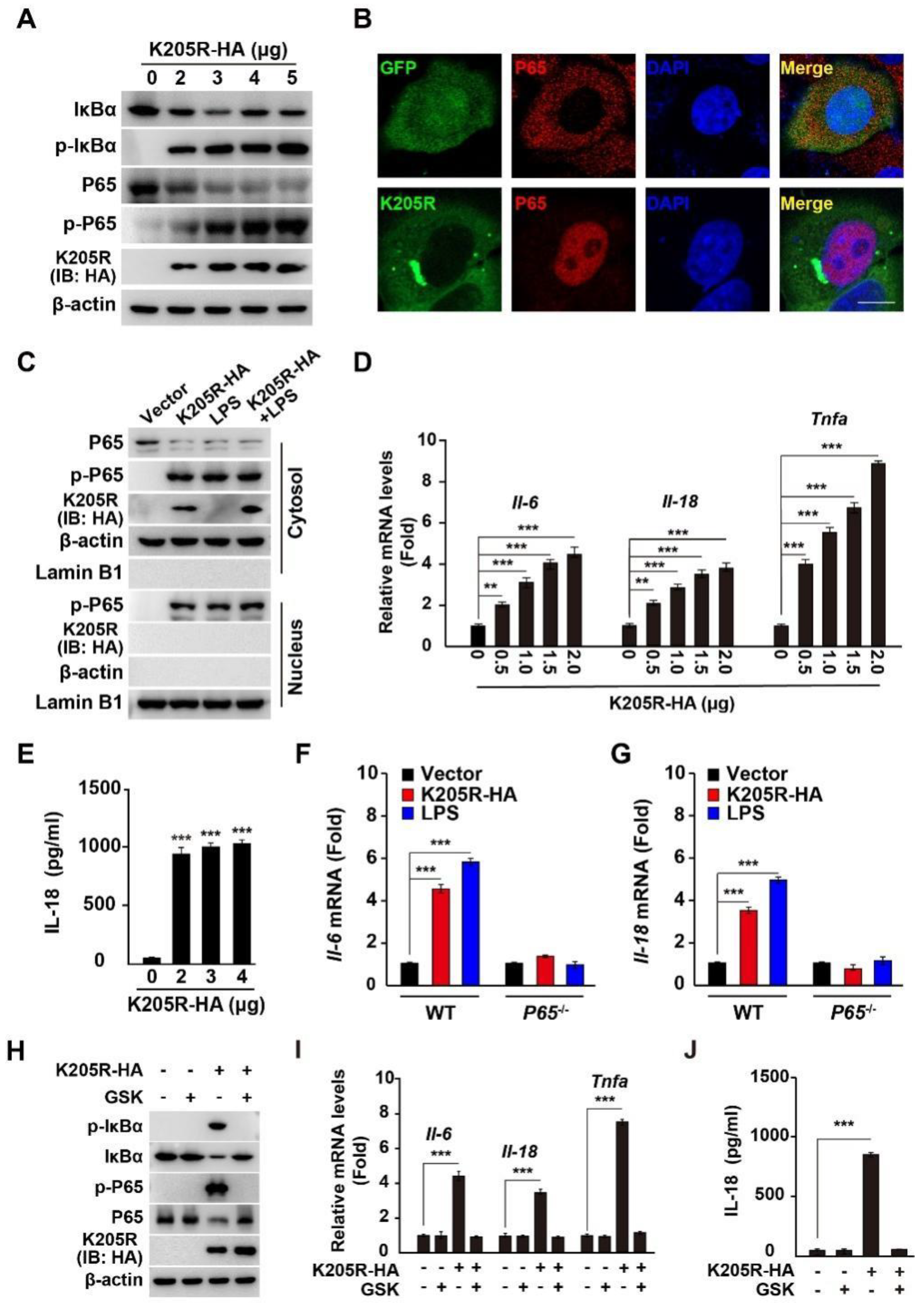 Viruses 14 00394 g005
