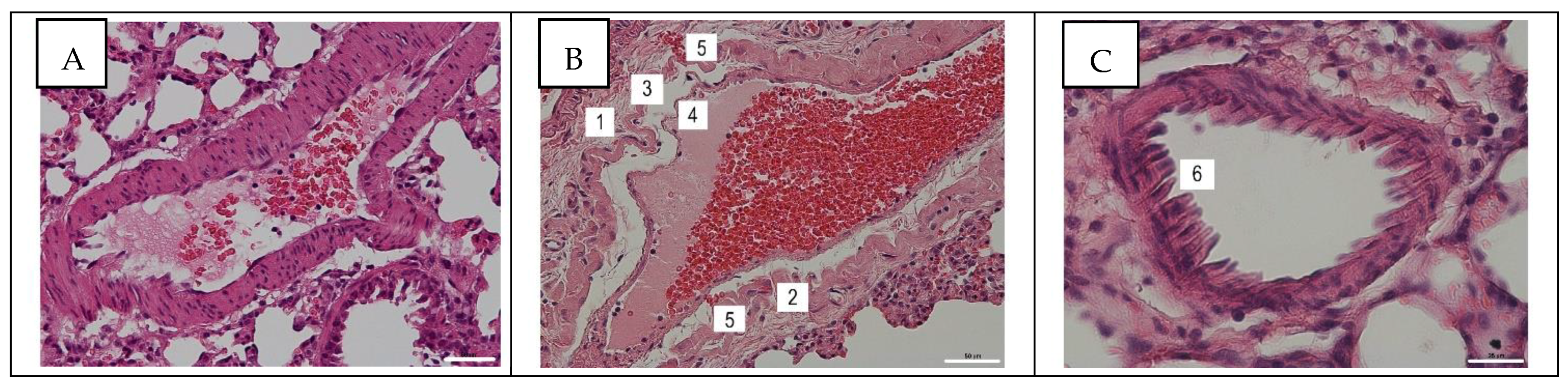 Viruses 14 00396 g001 Viruses 14 00396 g001