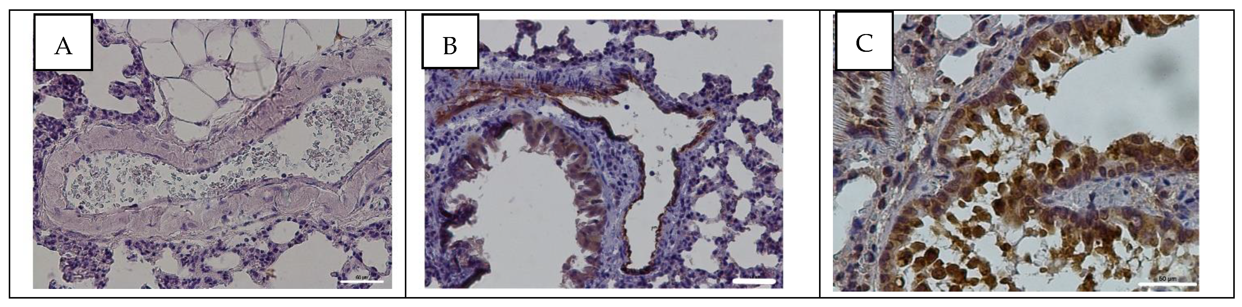 Viruses 14 00396 g003 Viruses 14 00396 g003