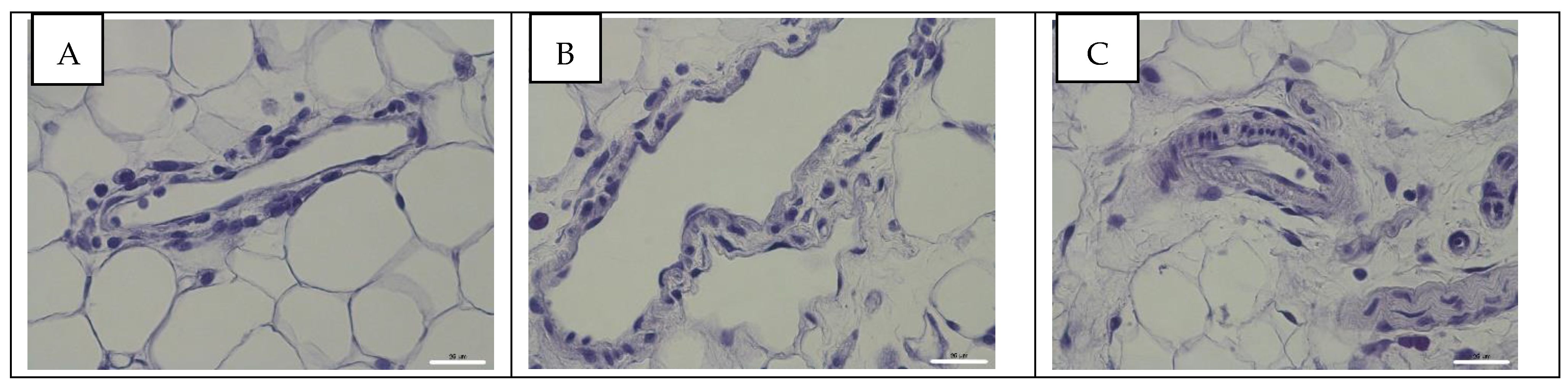 Viruses 14 00396 g004 Viruses 14 00396 g004