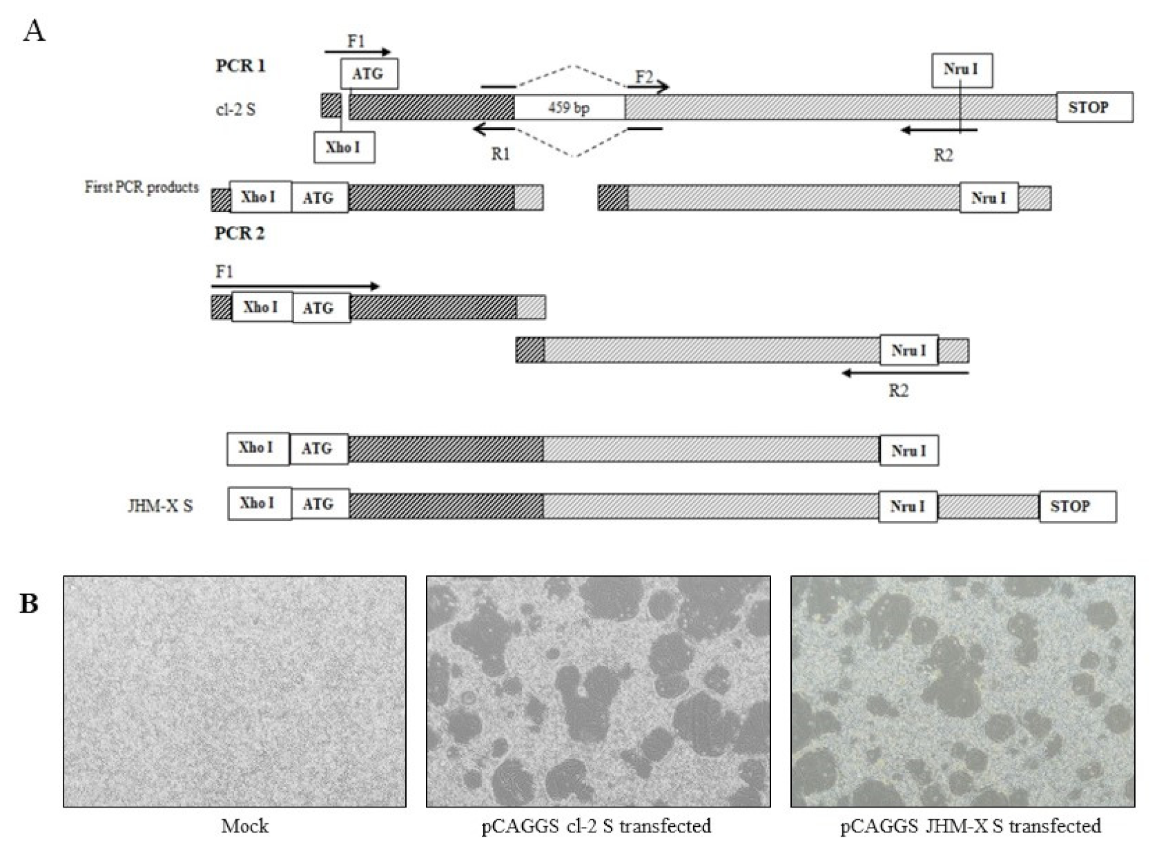 Viruses 14 00398 g003