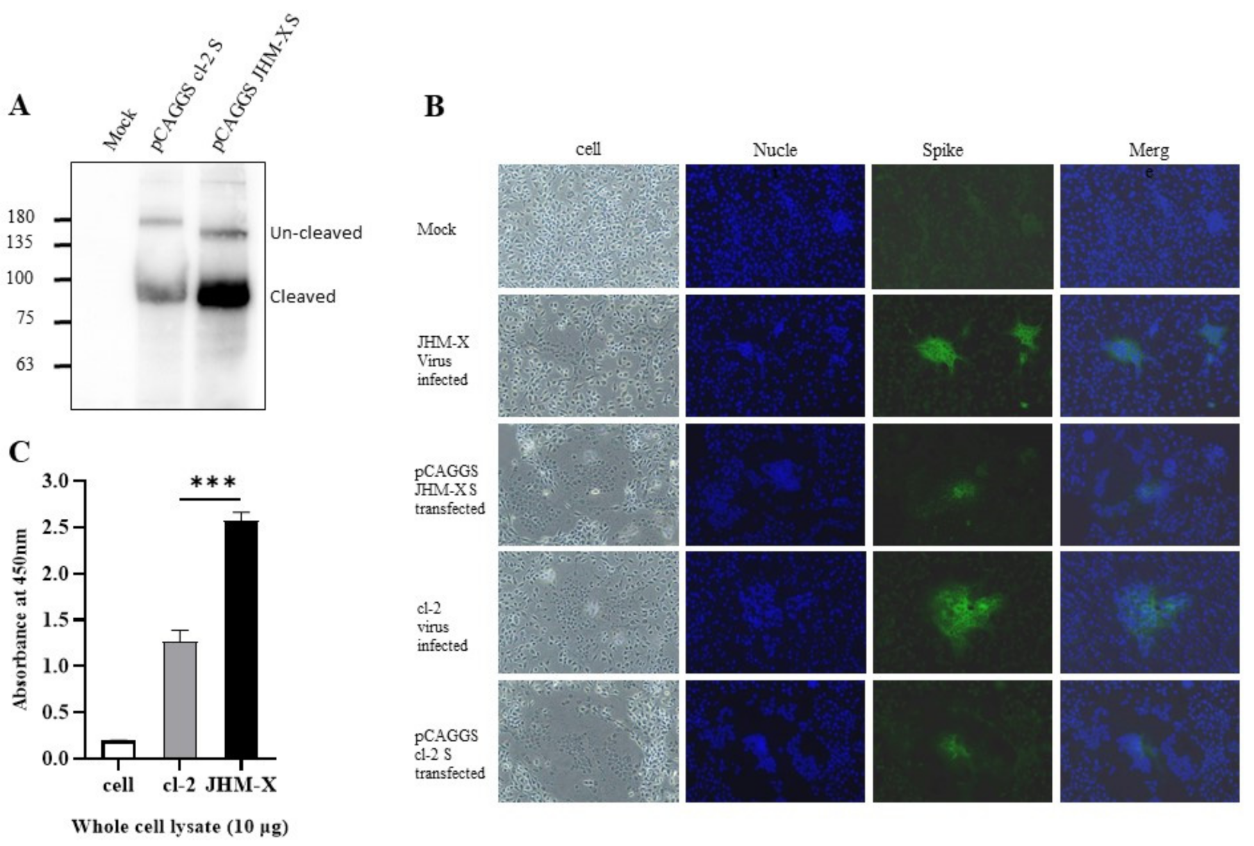 Viruses 14 00398 g004