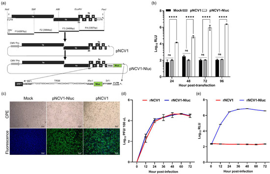 Identification of Cryptic Promoter Activity in cDNA Sequences 