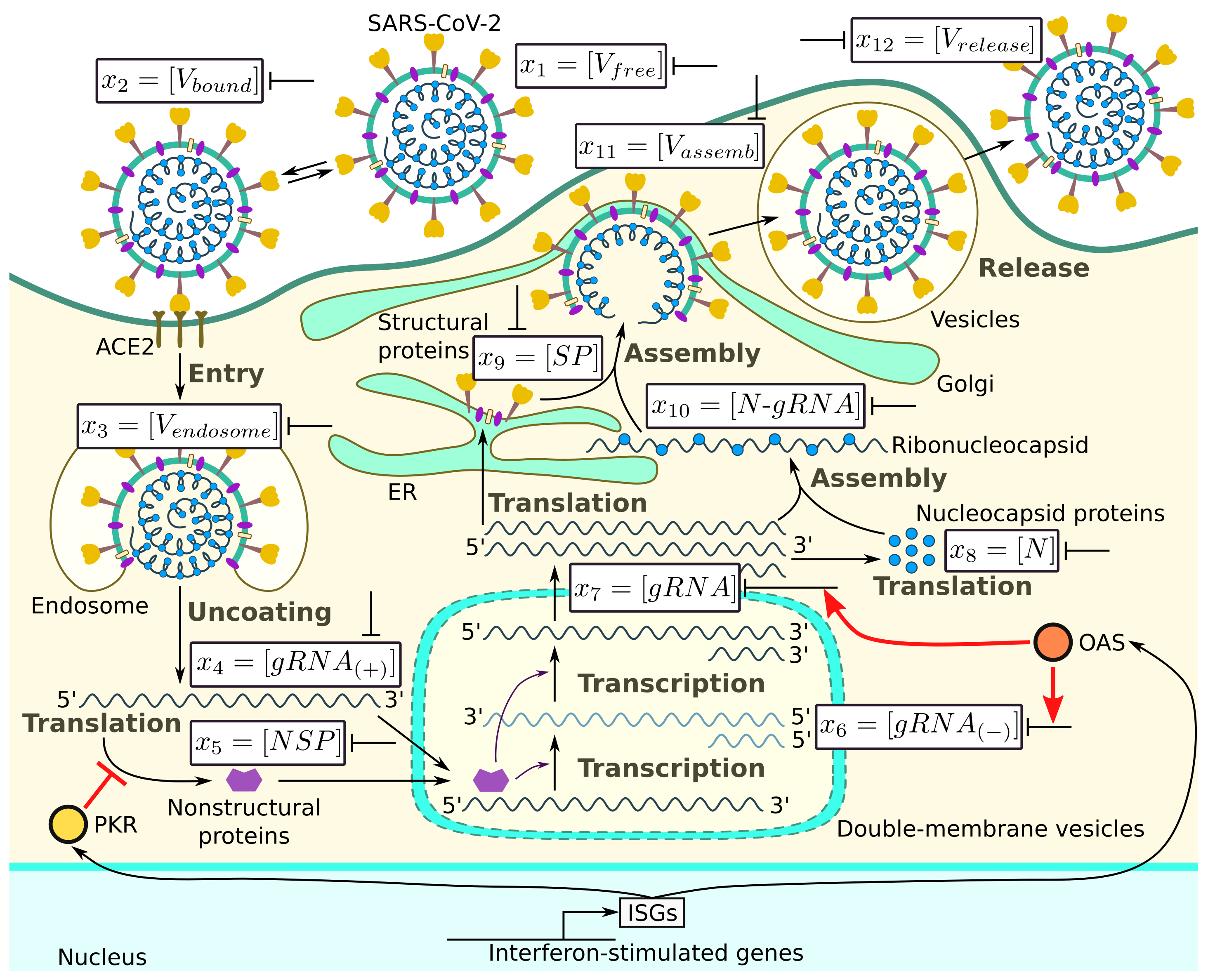 Viruses 14 00403 g001