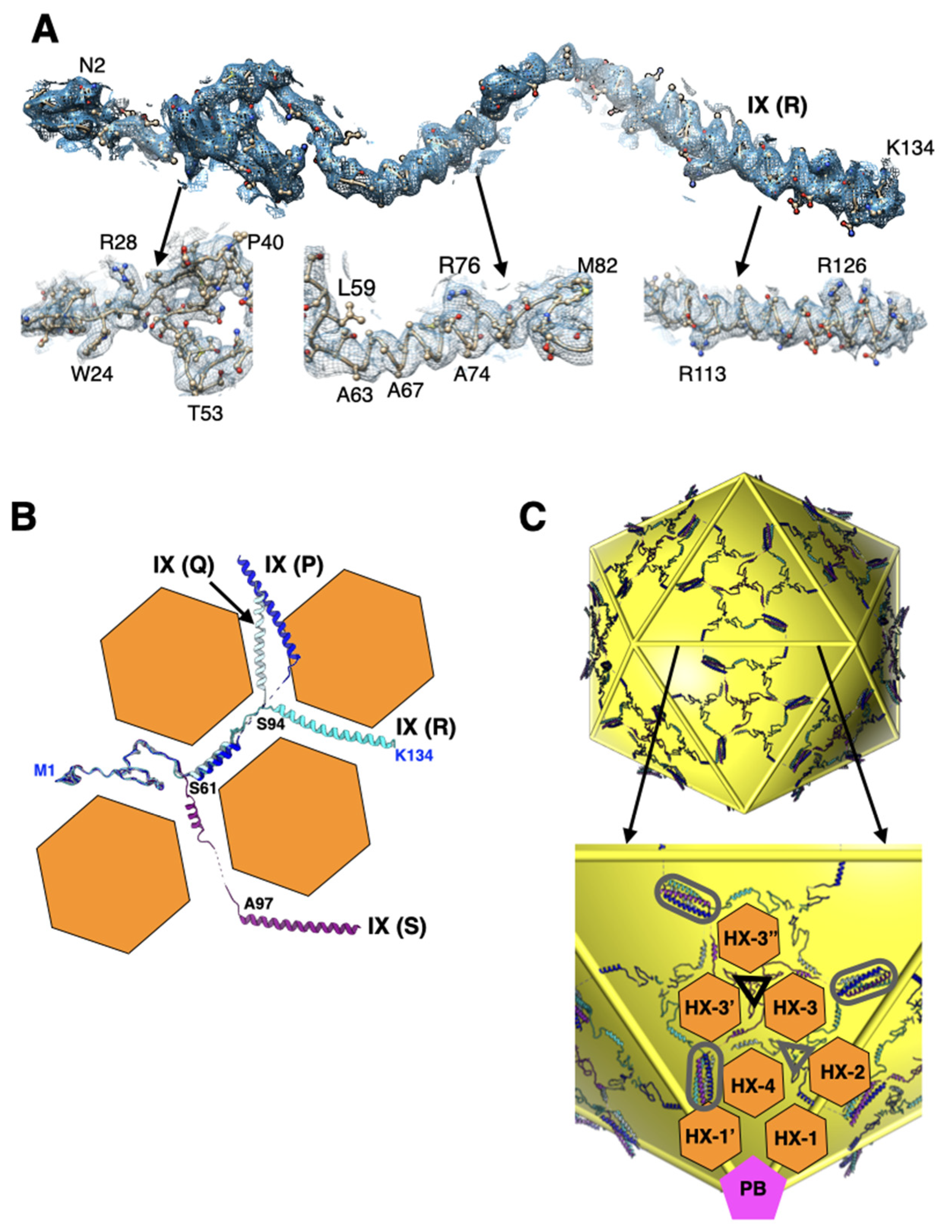 Viruses 14 00414 g003 Viruses 14 00414 g003