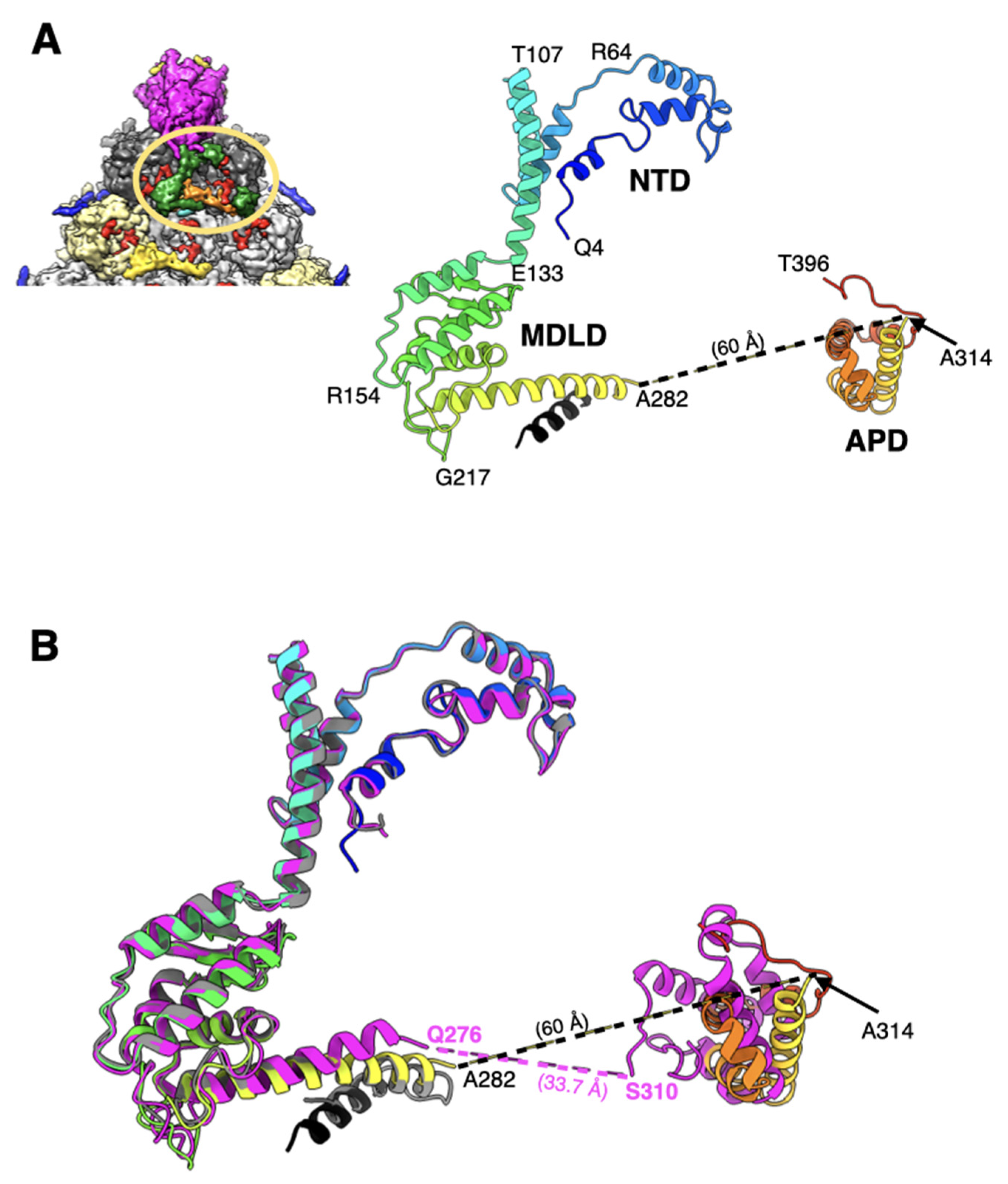 Viruses 14 00414 g004 Viruses 14 00414 g004