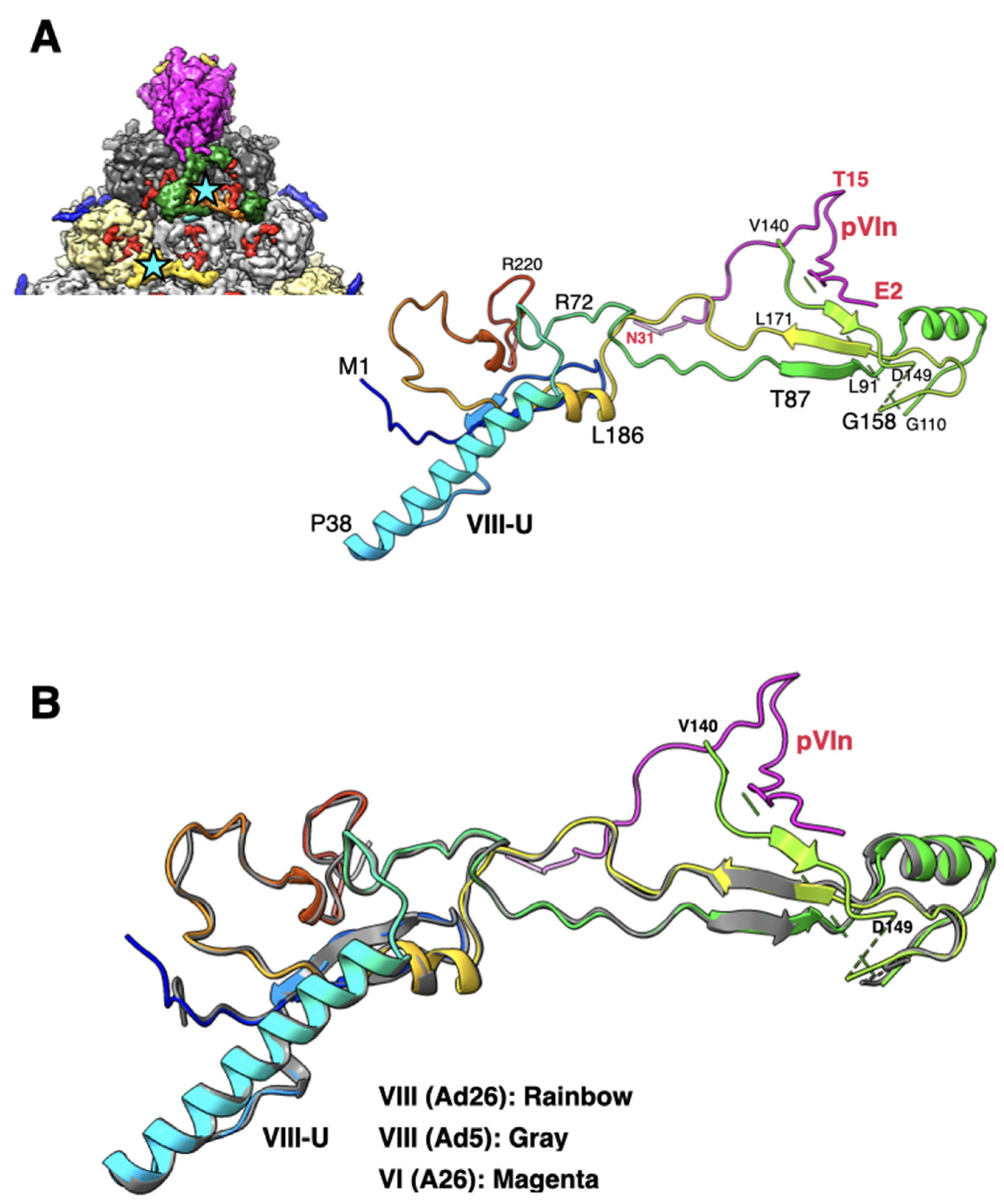 Viruses 14 00414 g005 Viruses 14 00414 g005