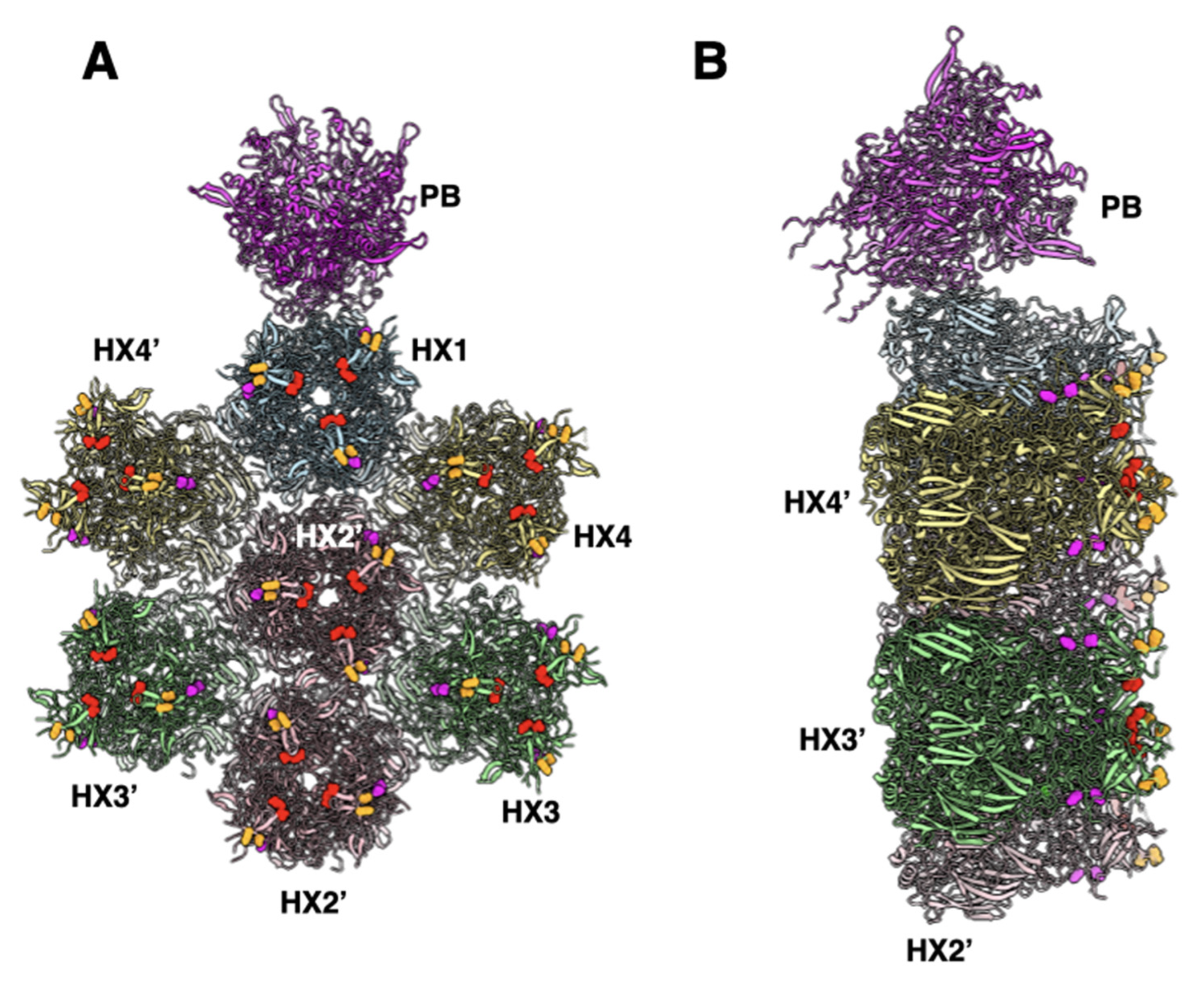 Viruses 14 00414 g007 Viruses 14 00414 g007