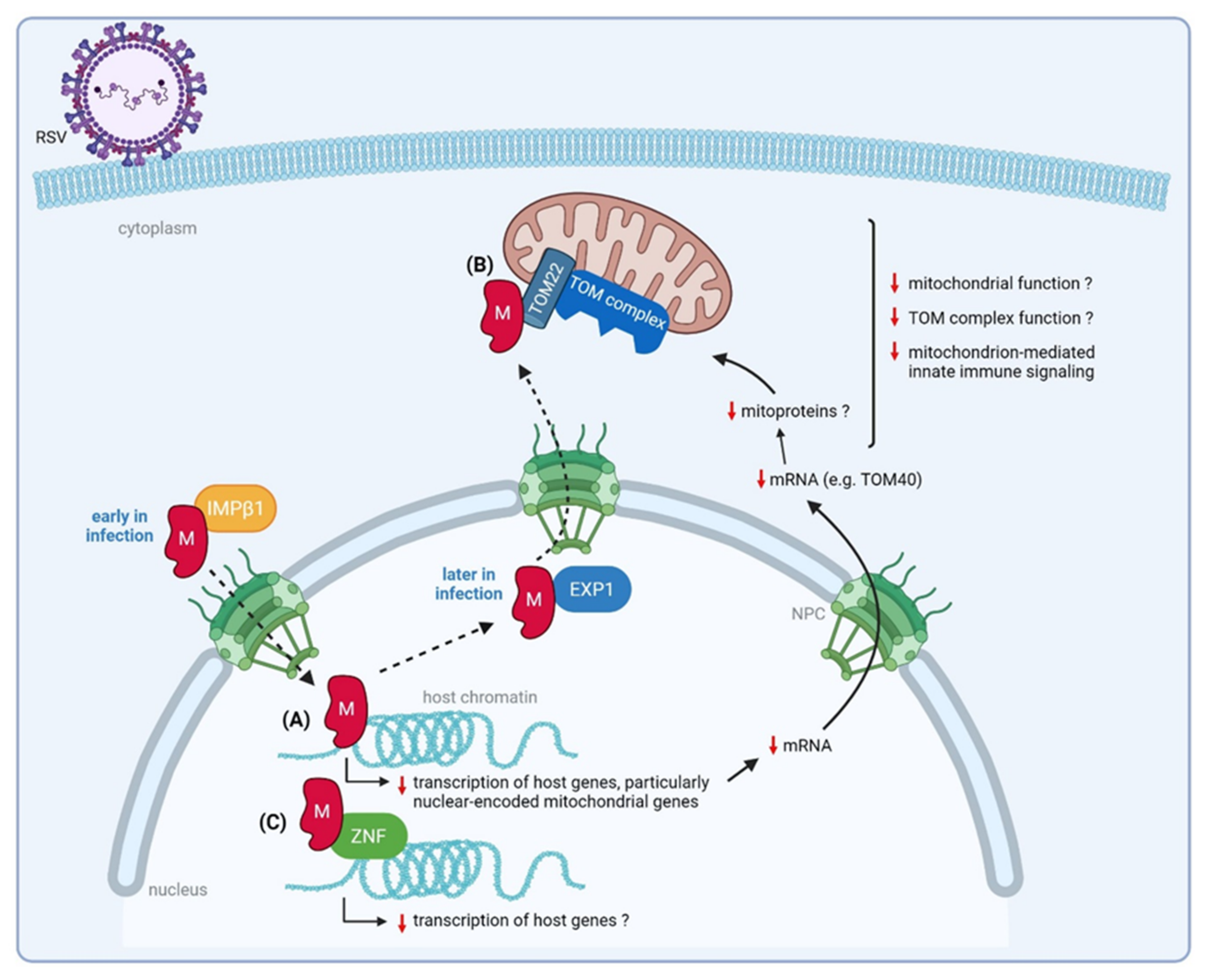 Viruses 14 00419 g006 Viruses 14 00419 g006