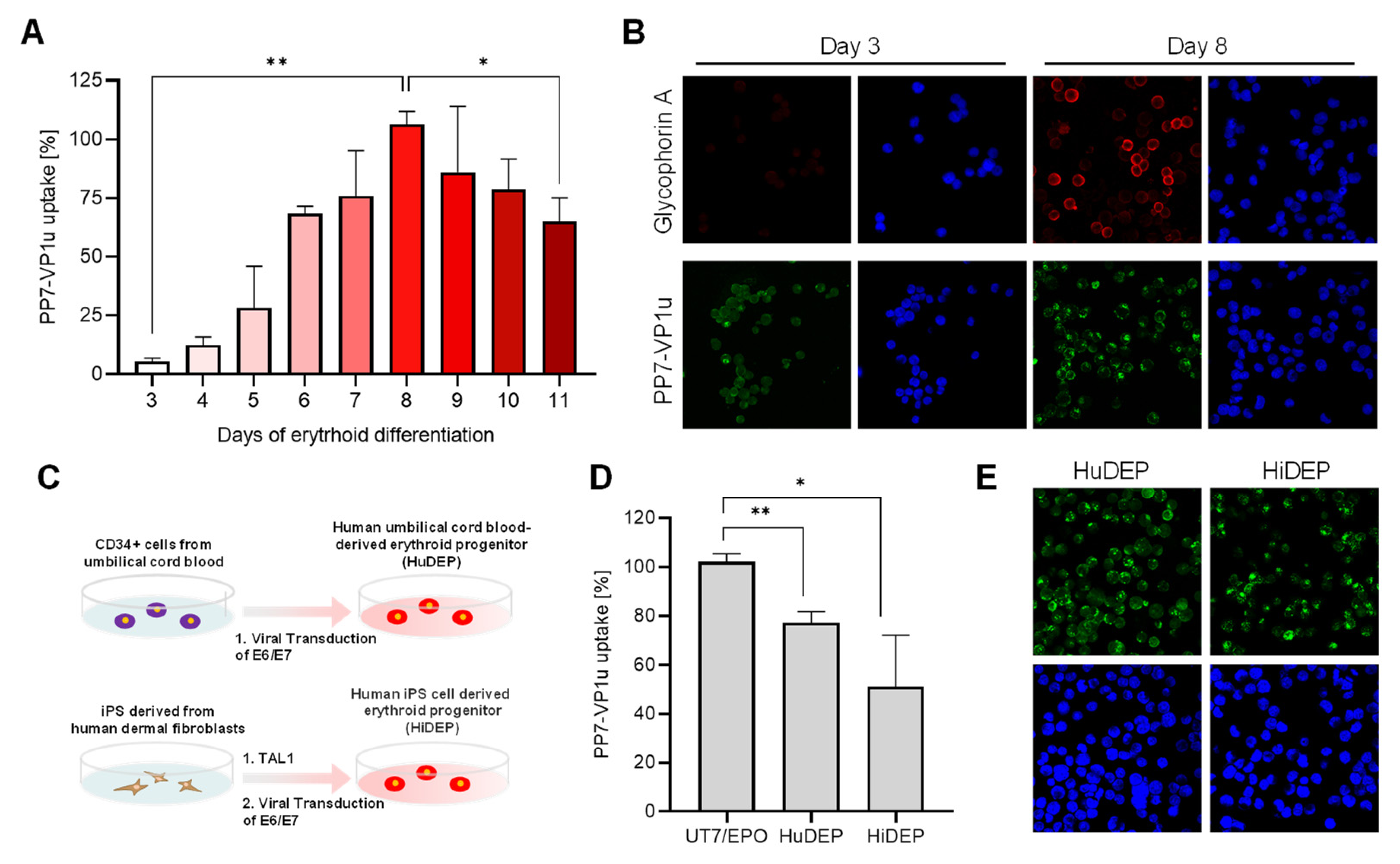 Viruses 14 00420 g004