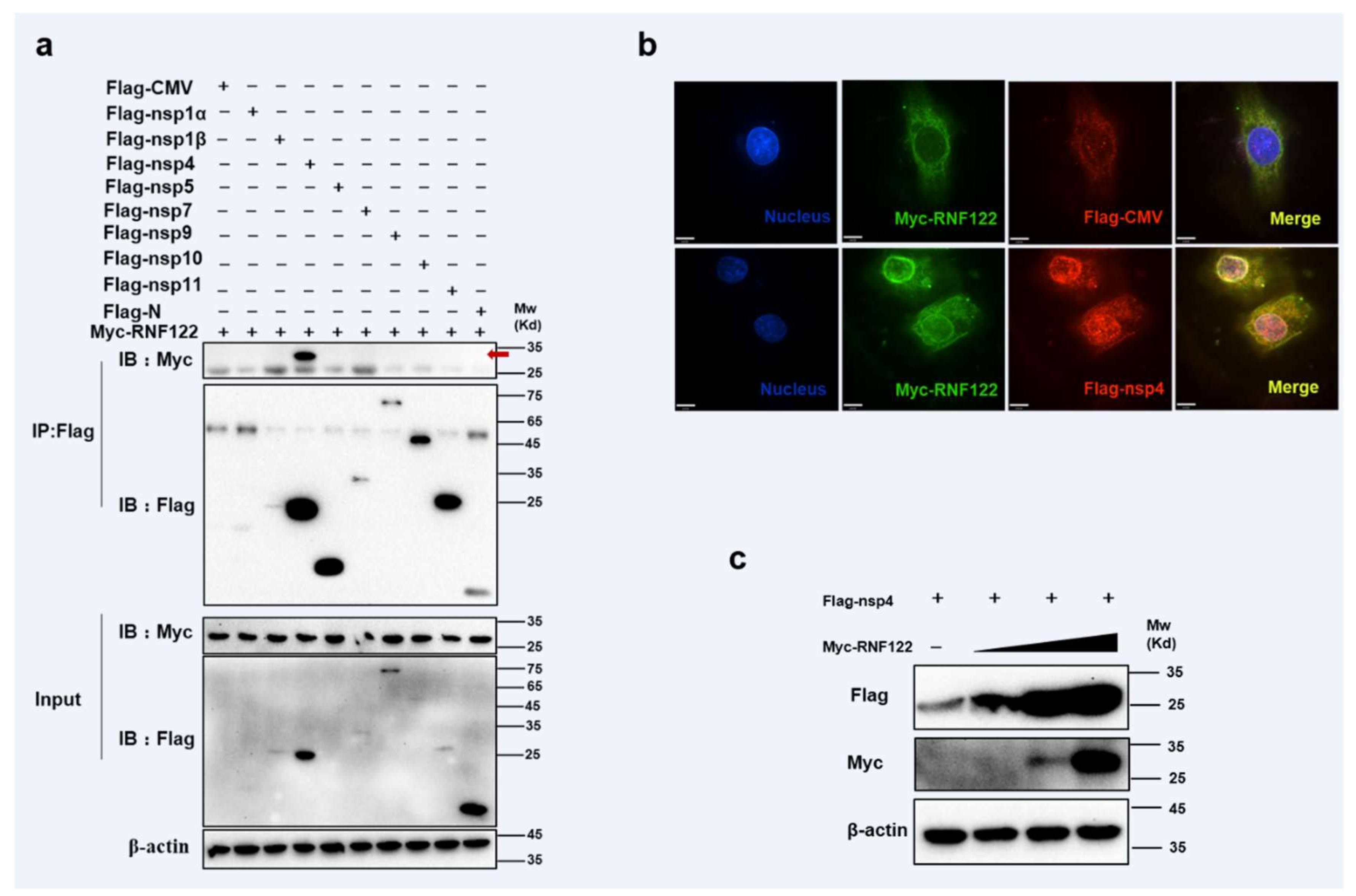Viruses 14 00424 g006 Viruses 14 00424 g006