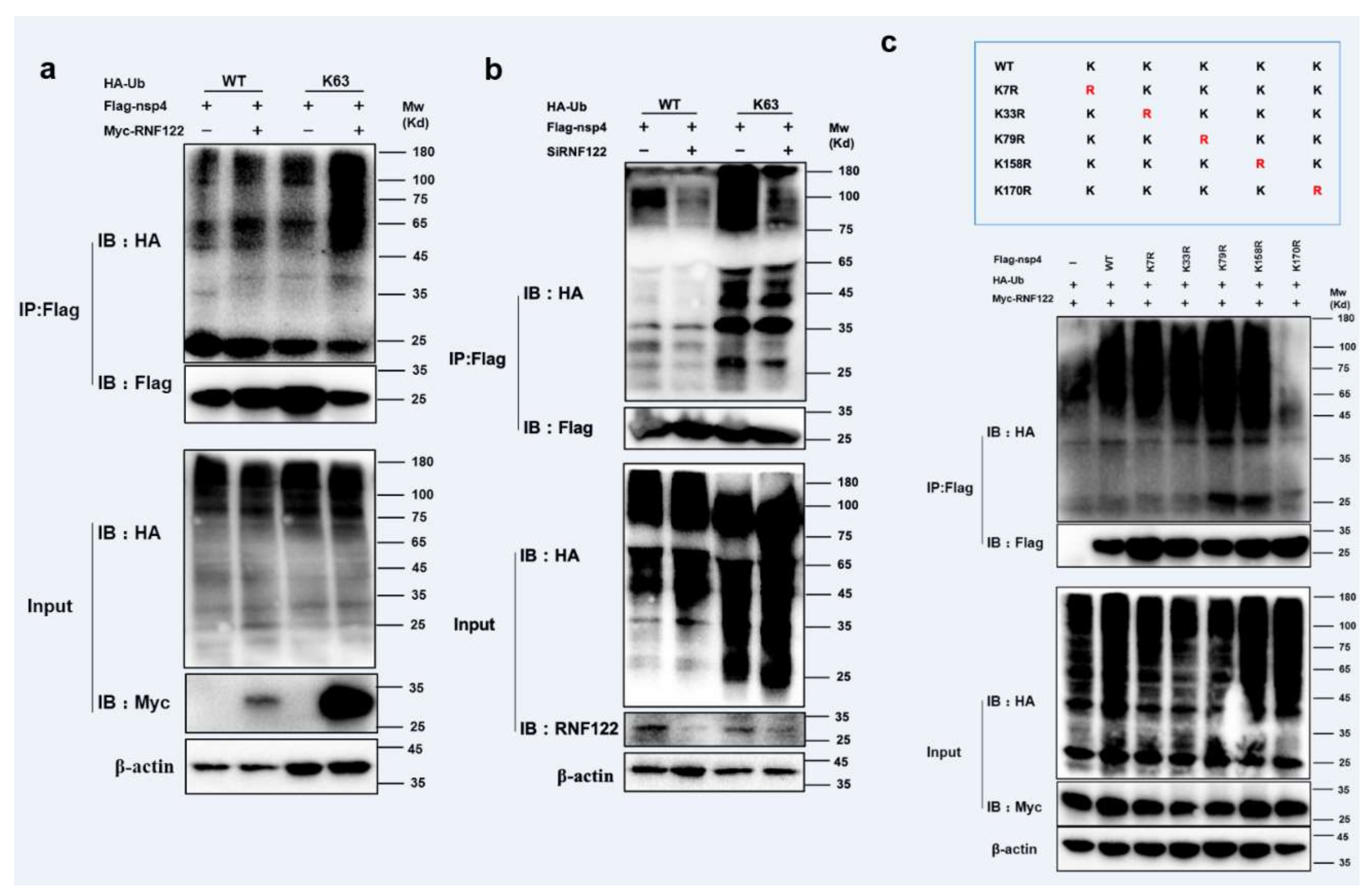 Viruses 14 00424 g007 Viruses 14 00424 g007