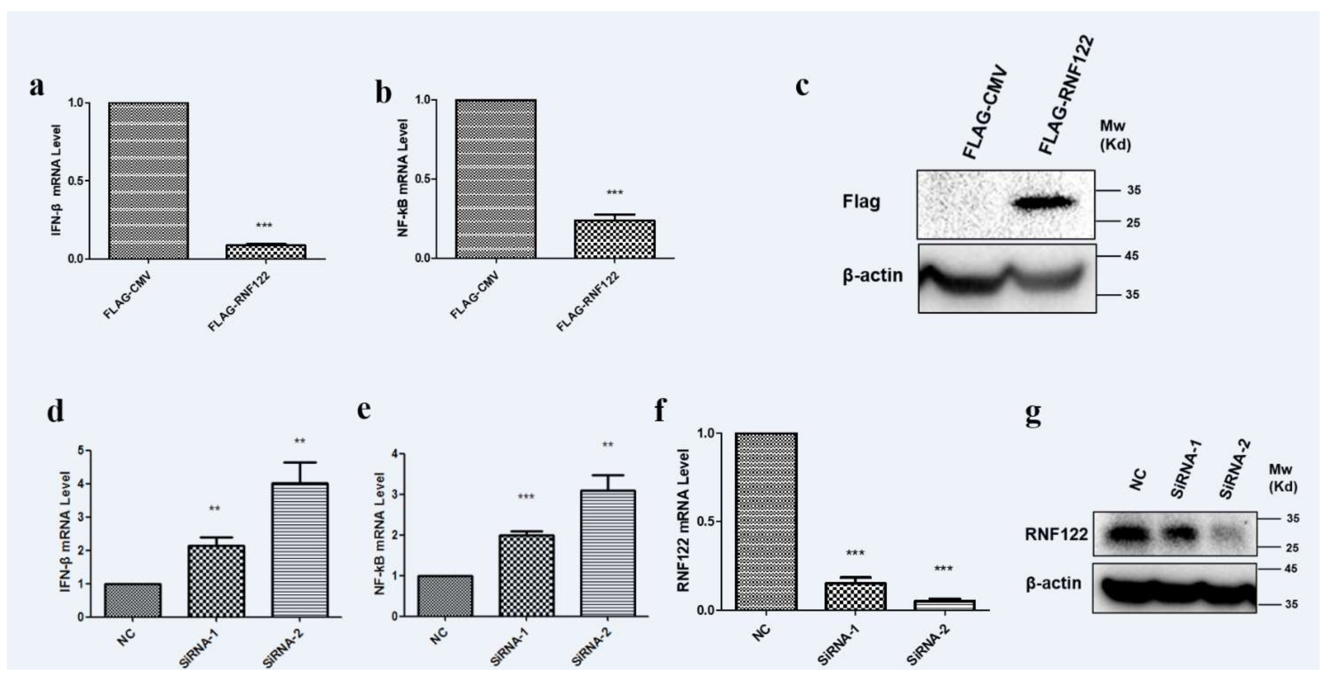Viruses 14 00424 g008 Viruses 14 00424 g008