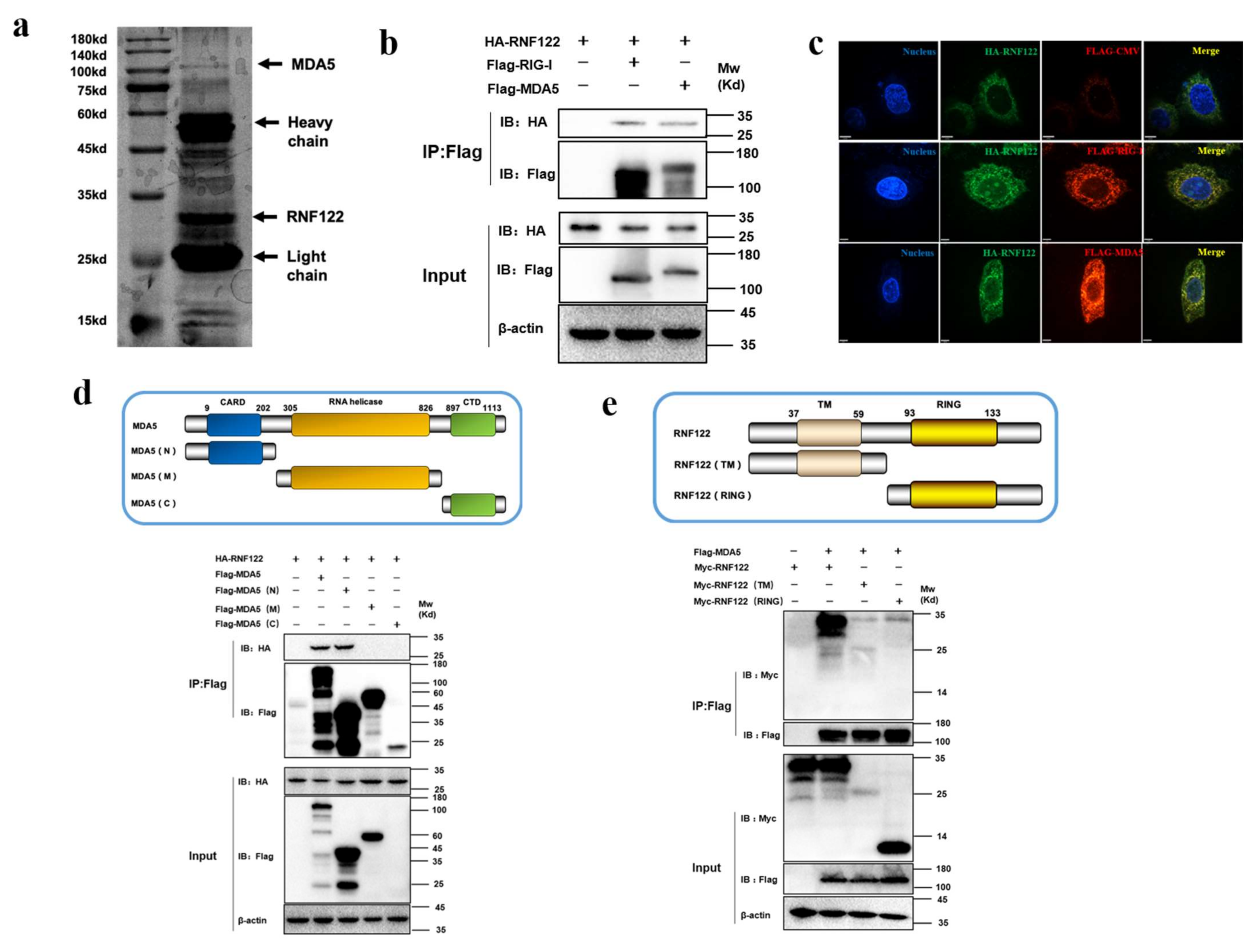 Viruses 14 00424 g009 Viruses 14 00424 g009