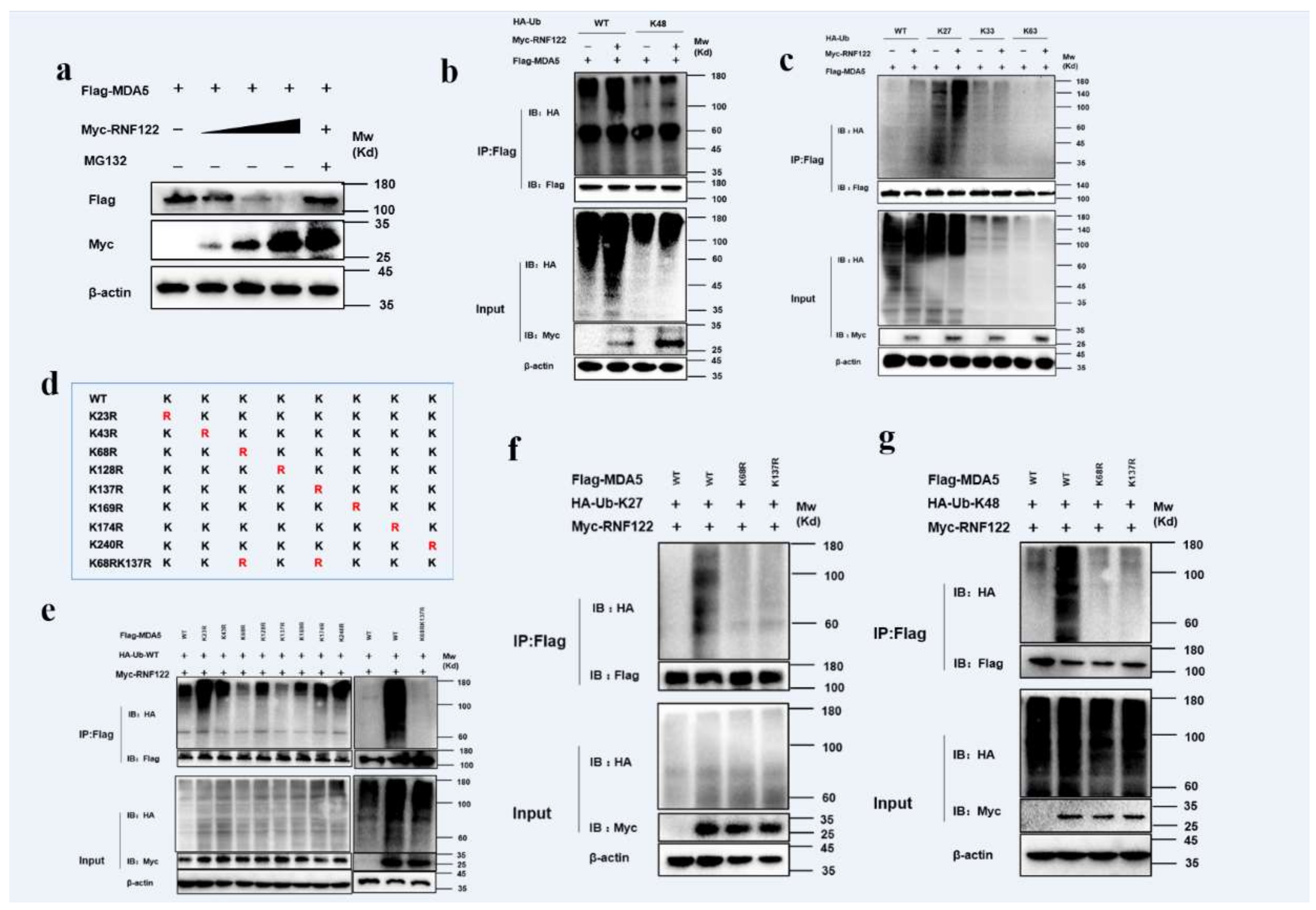 Viruses 14 00424 g010 Viruses 14 00424 g010