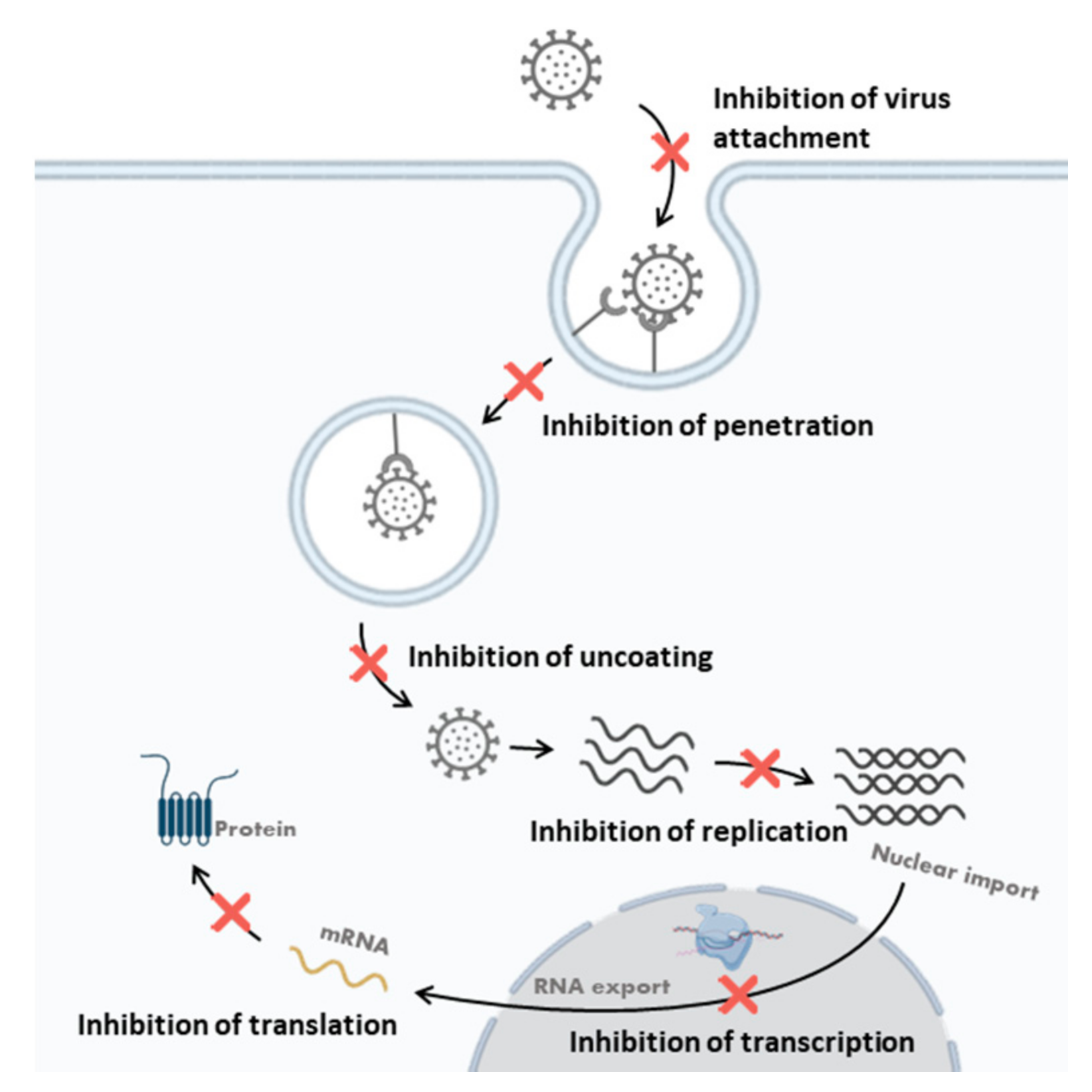 Viruses 14 00426 g006