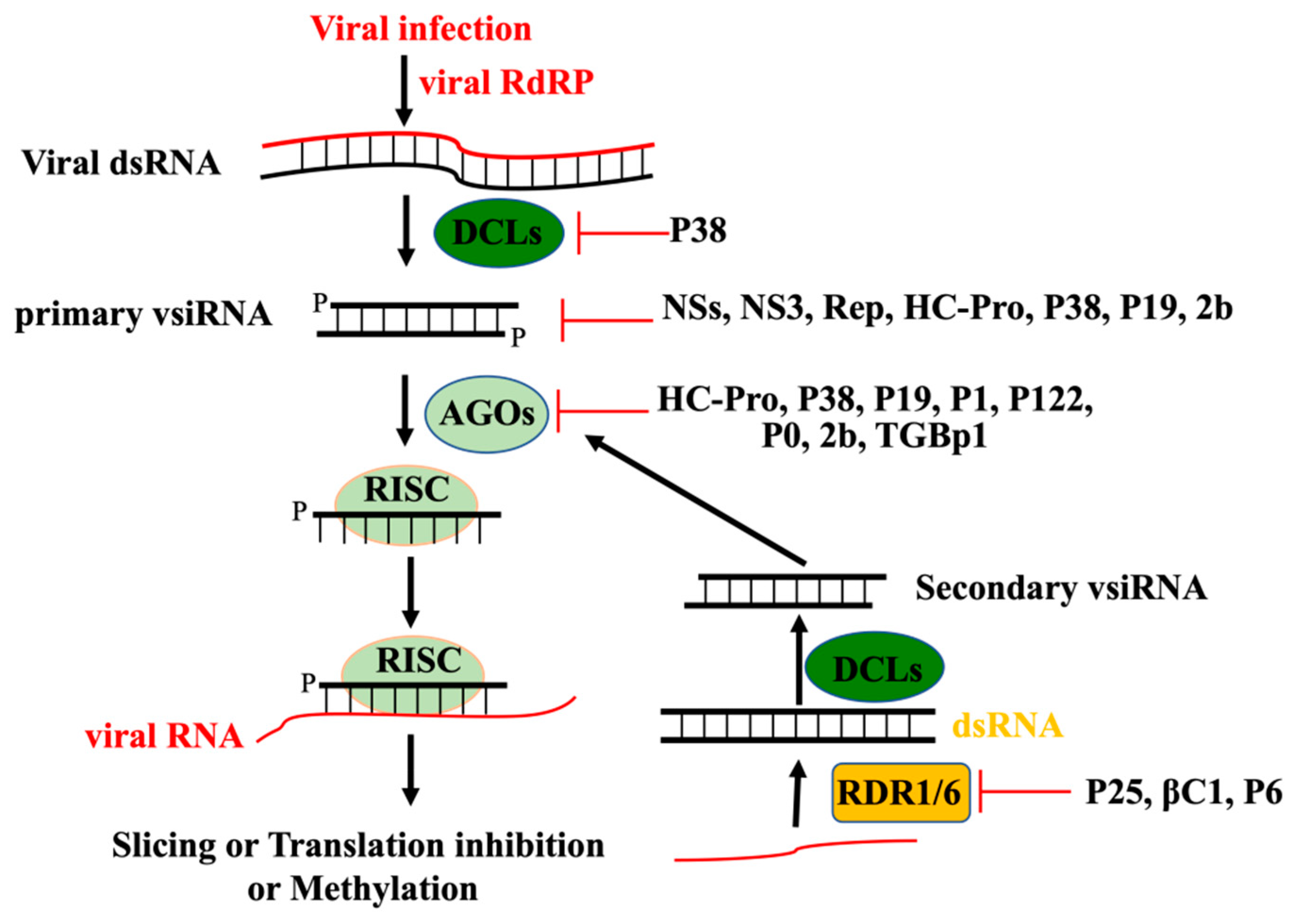Viruses 14 00432 g001